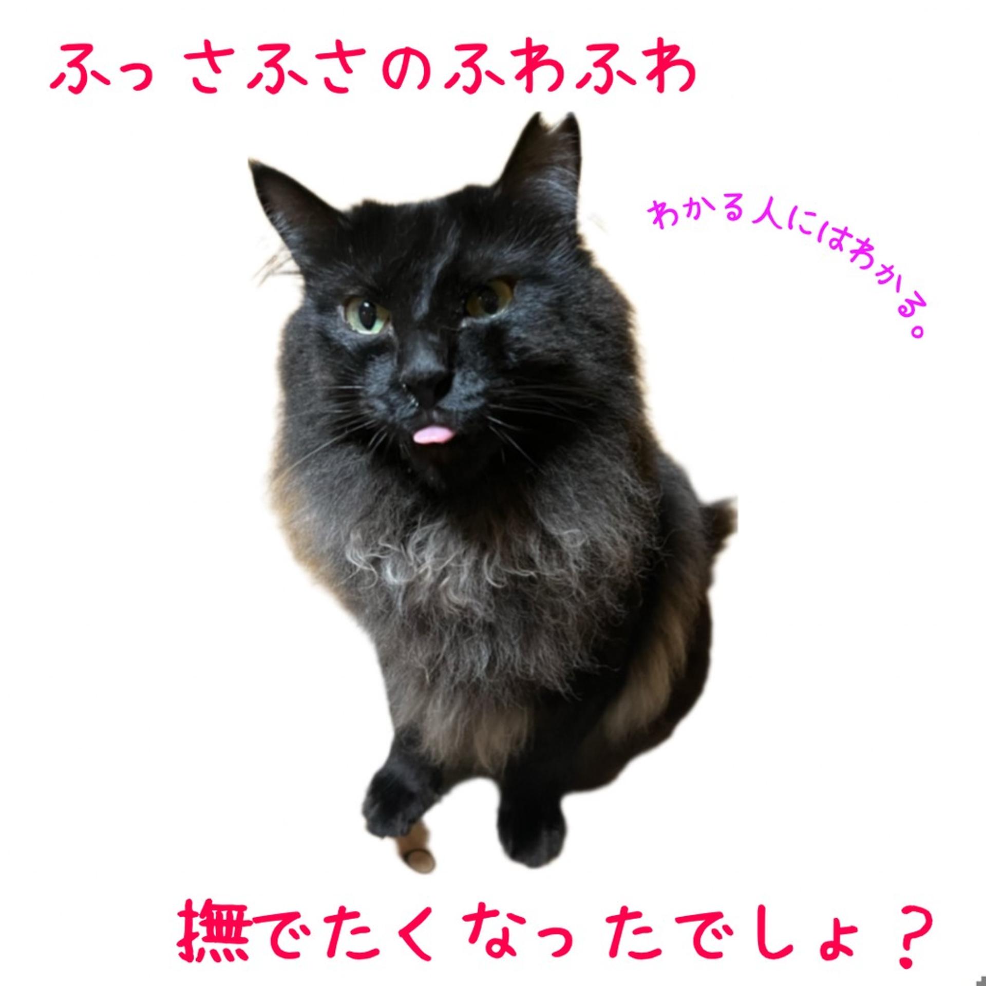 pet-image-3