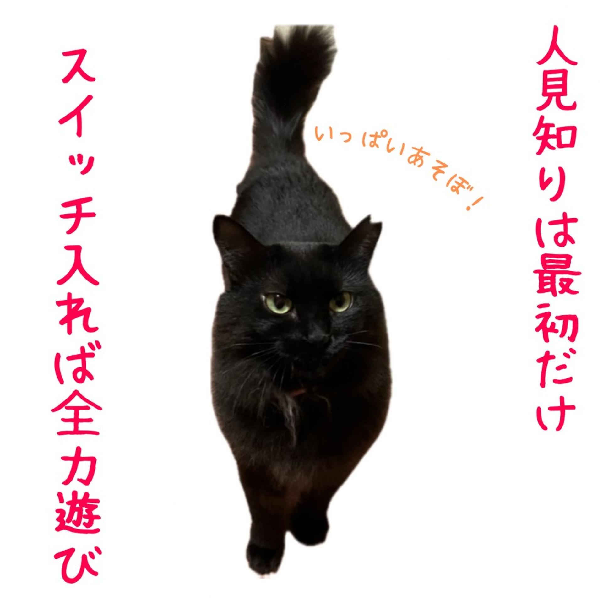 pet-image-4