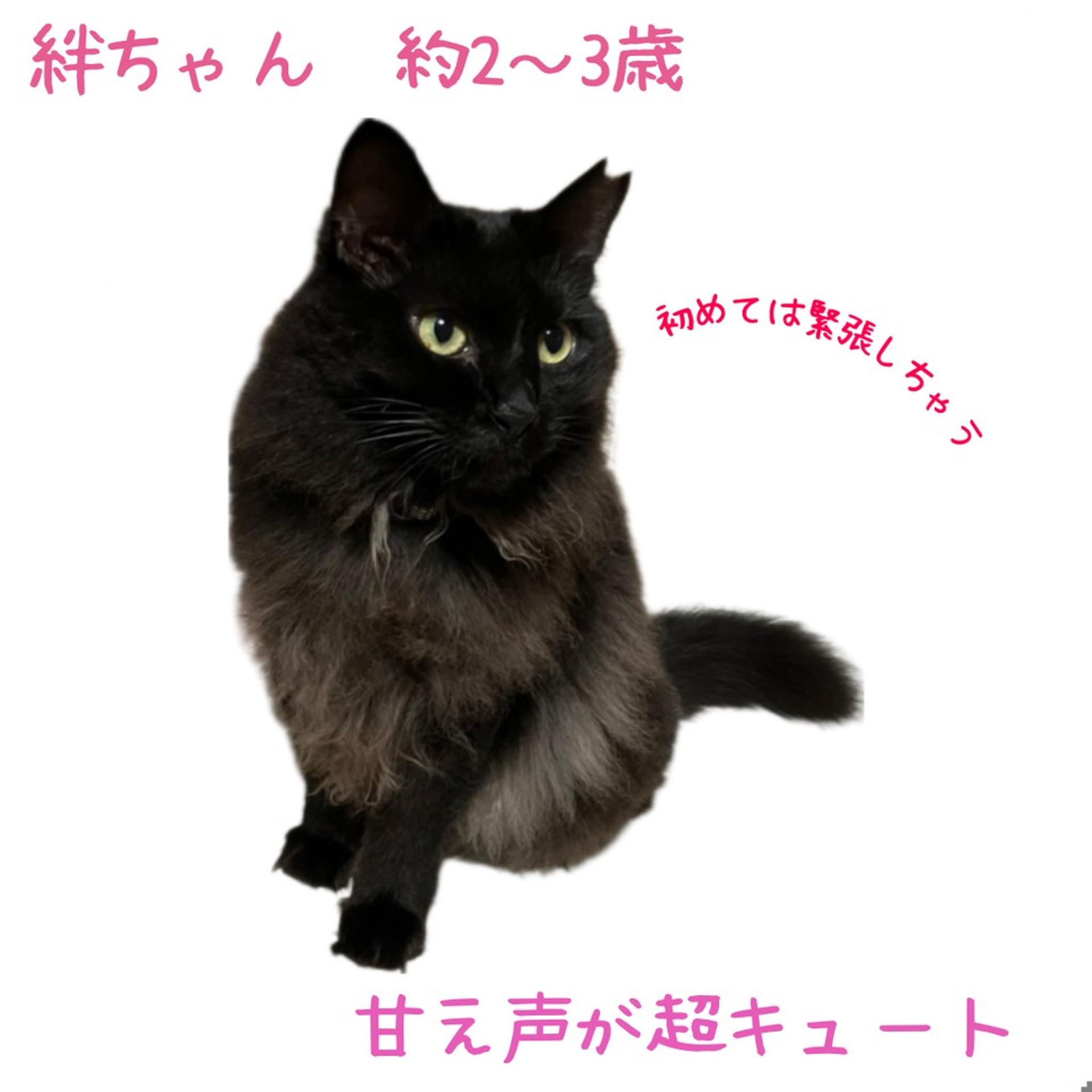 pet-image-5