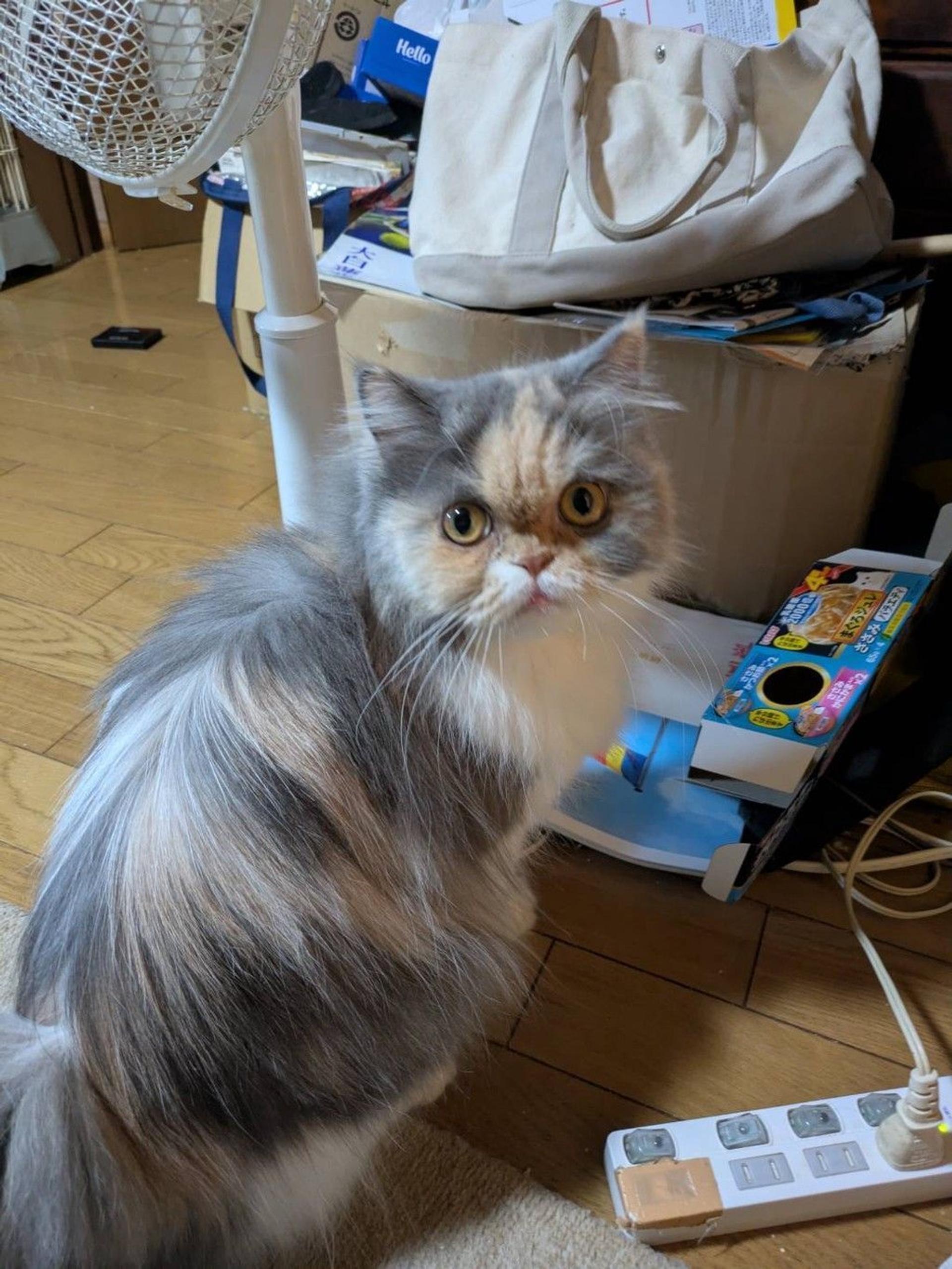 pet-image-2