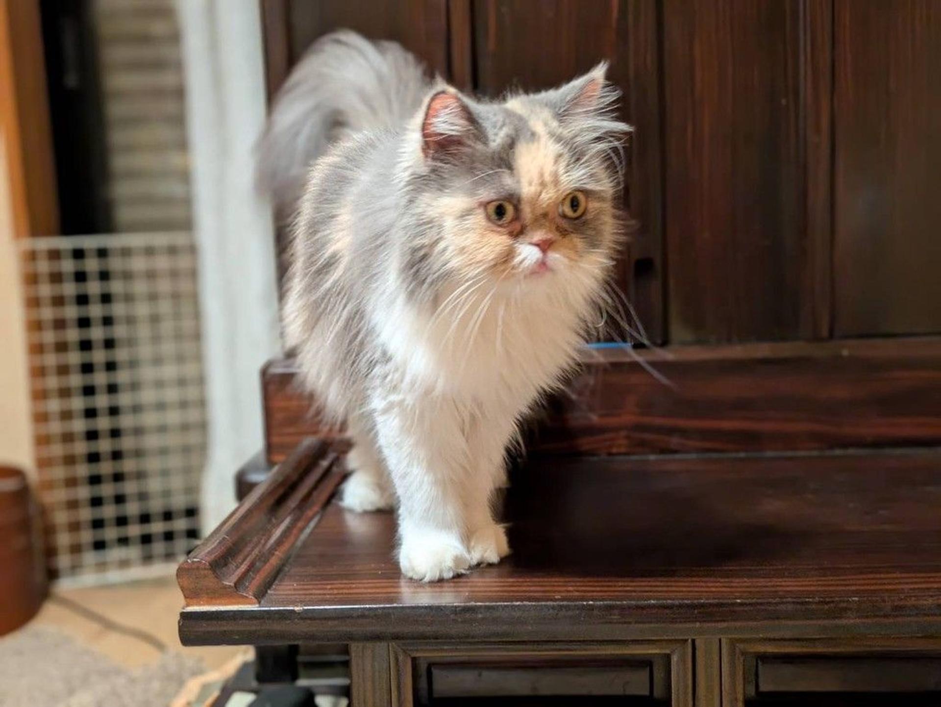 pet-image-3