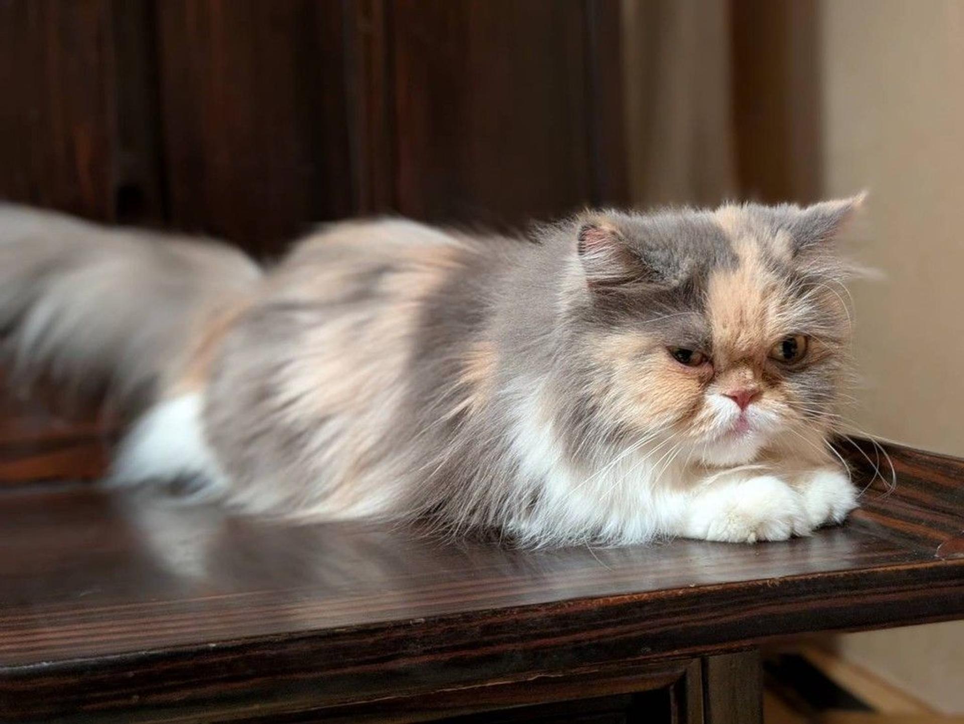 pet-image-4