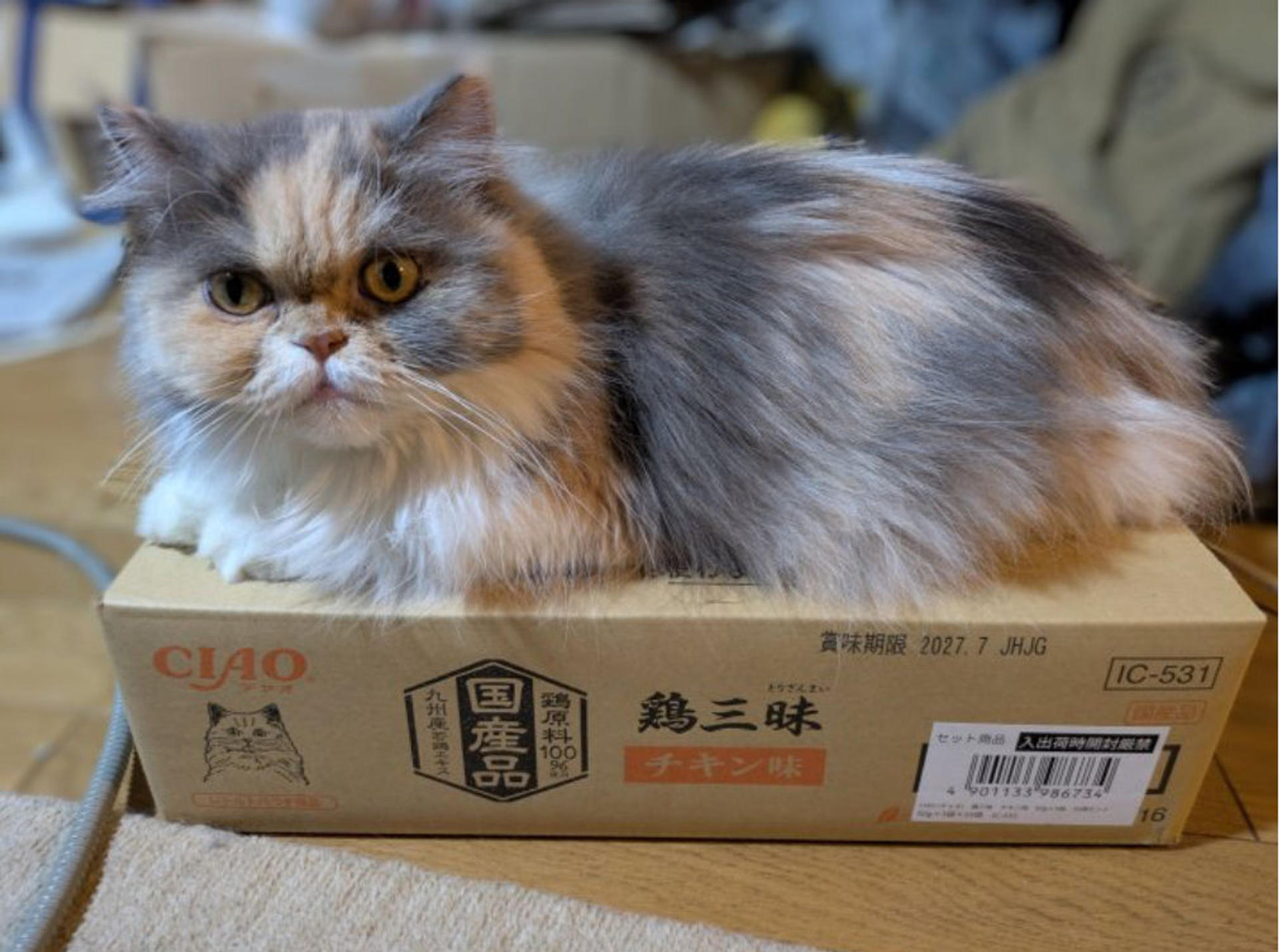 pet-image-5