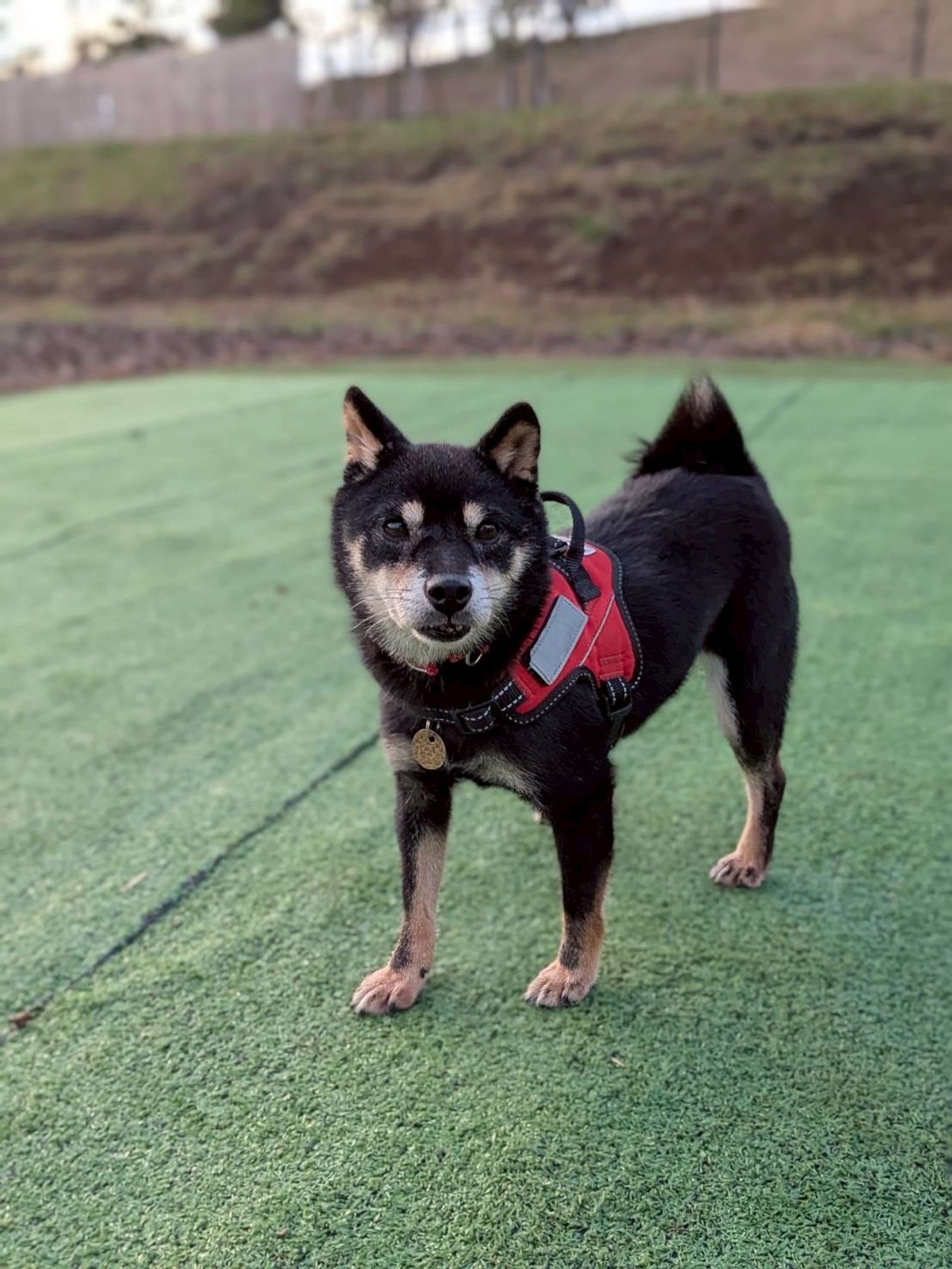 柴犬・メスの里親募集の写真