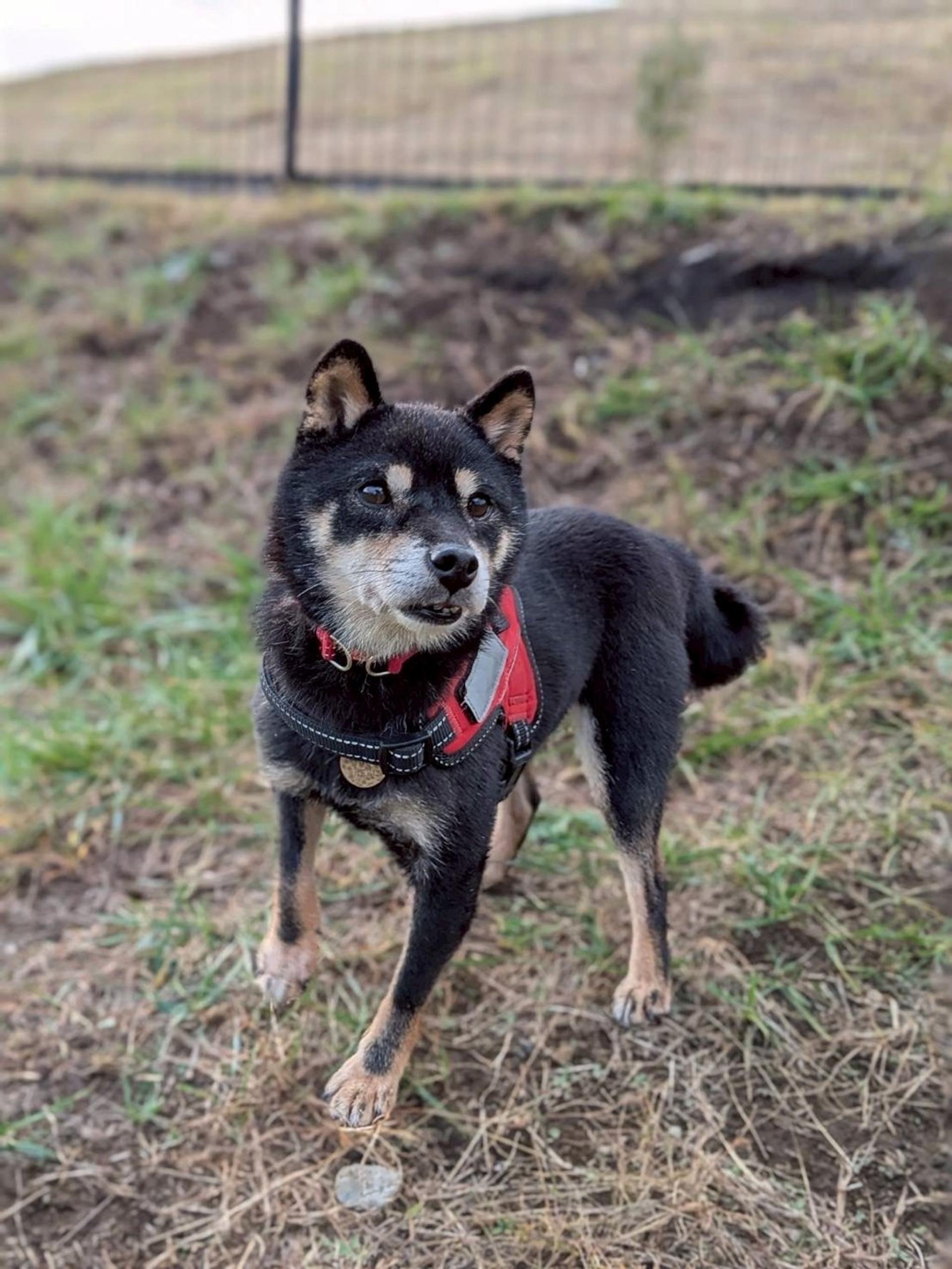 pet-image-5
