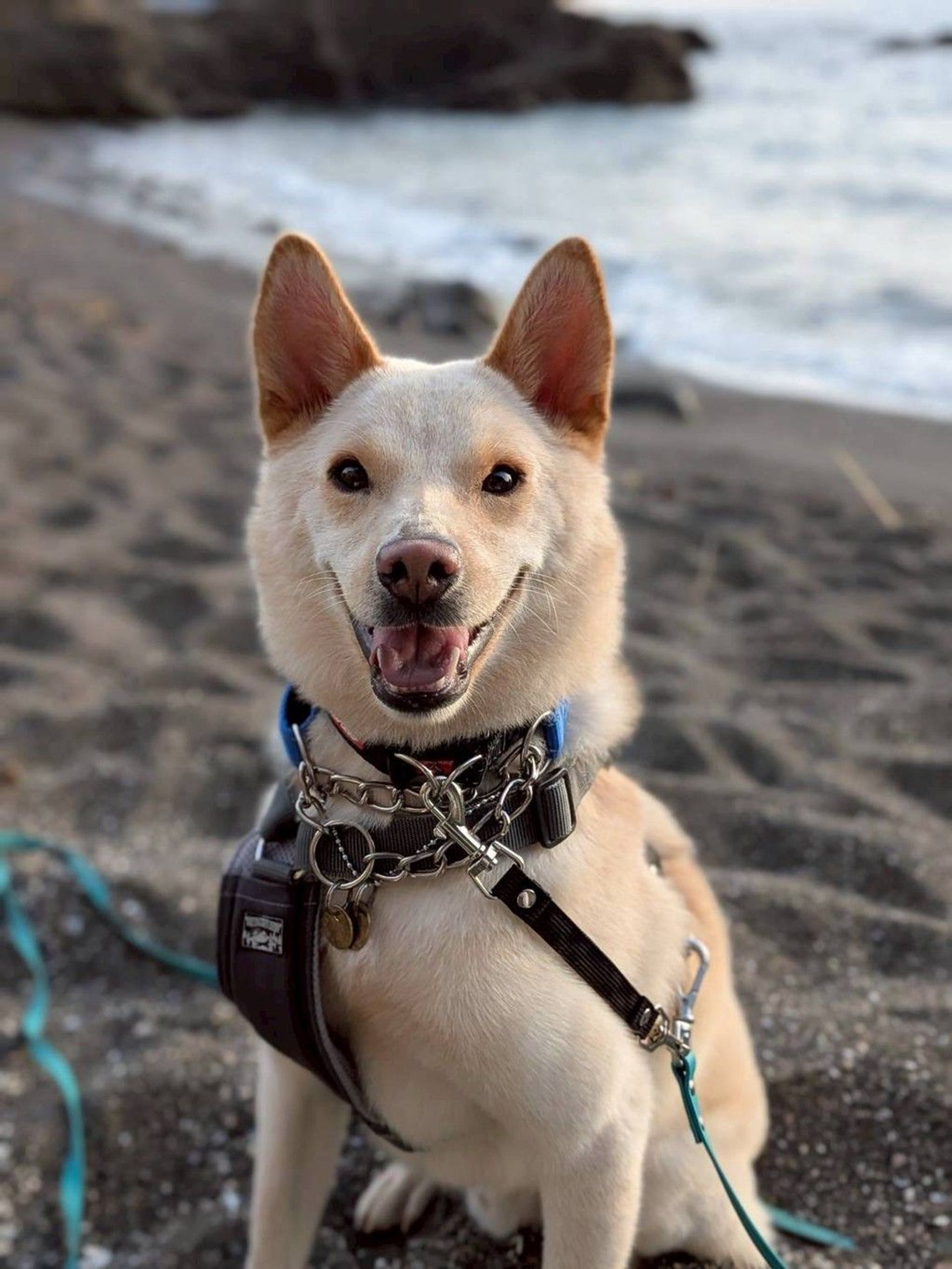 甲斐犬・オスの里親募集の写真