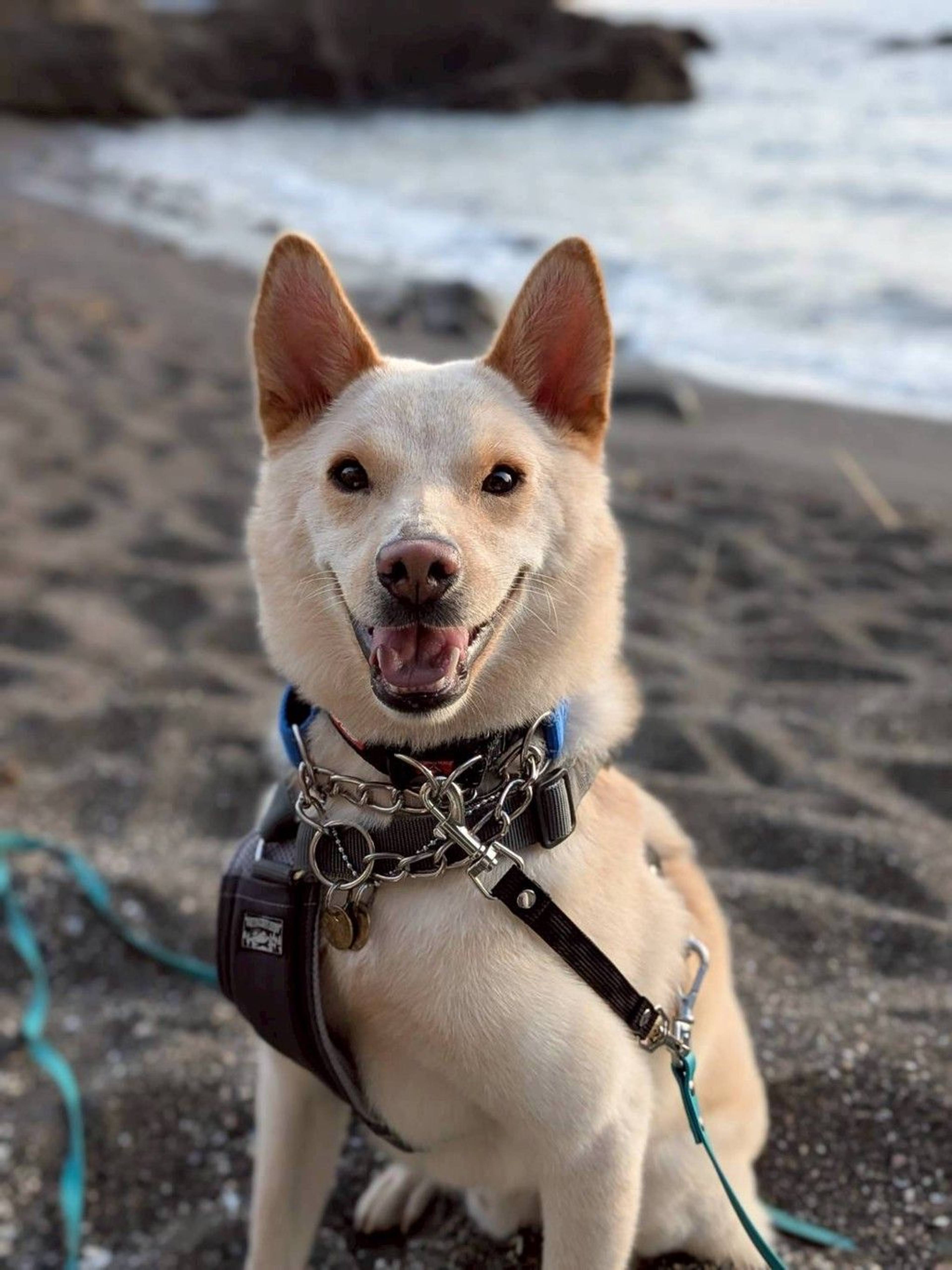 甲斐犬・オスの里親募集の写真