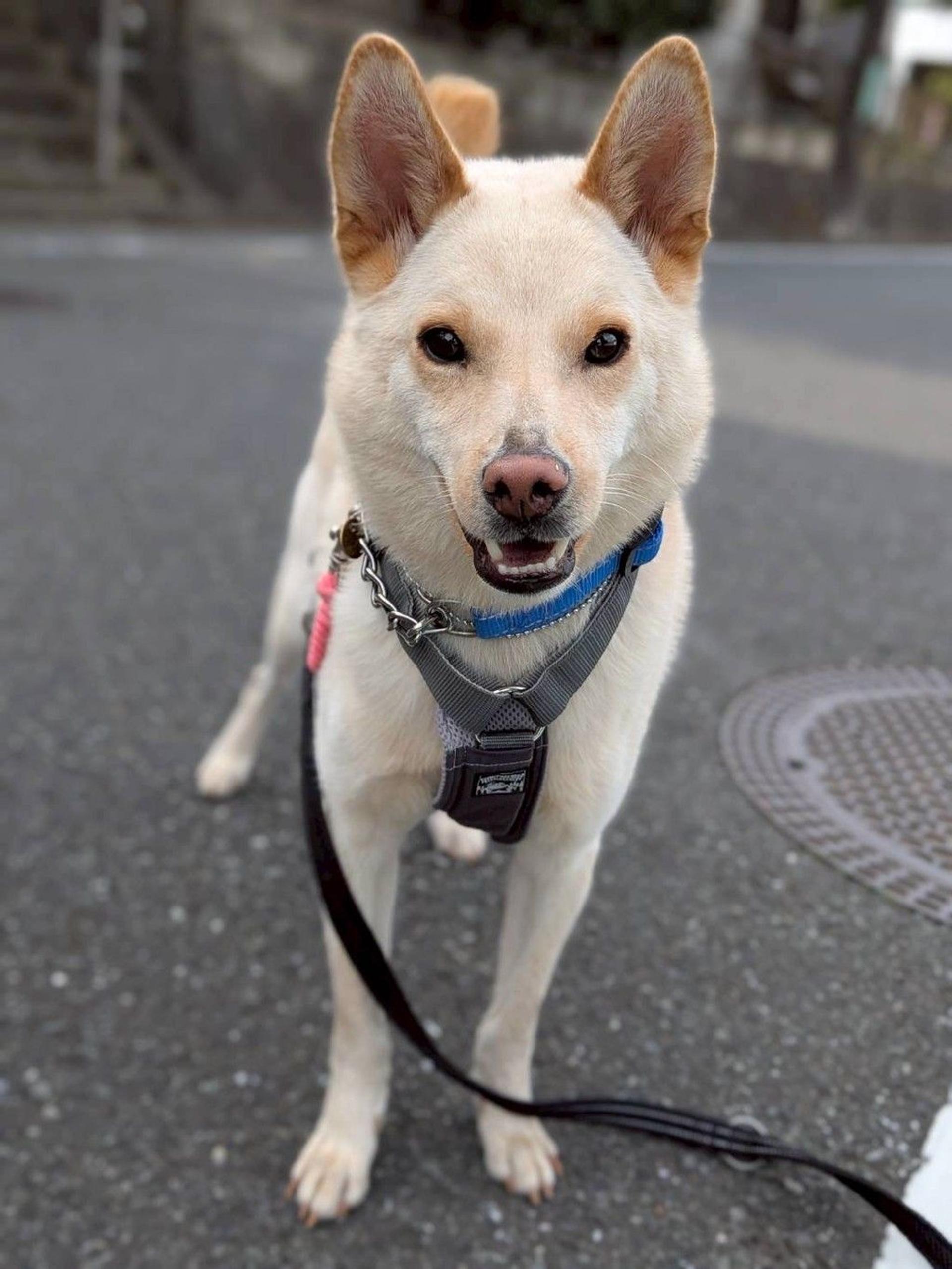 pet-image-2