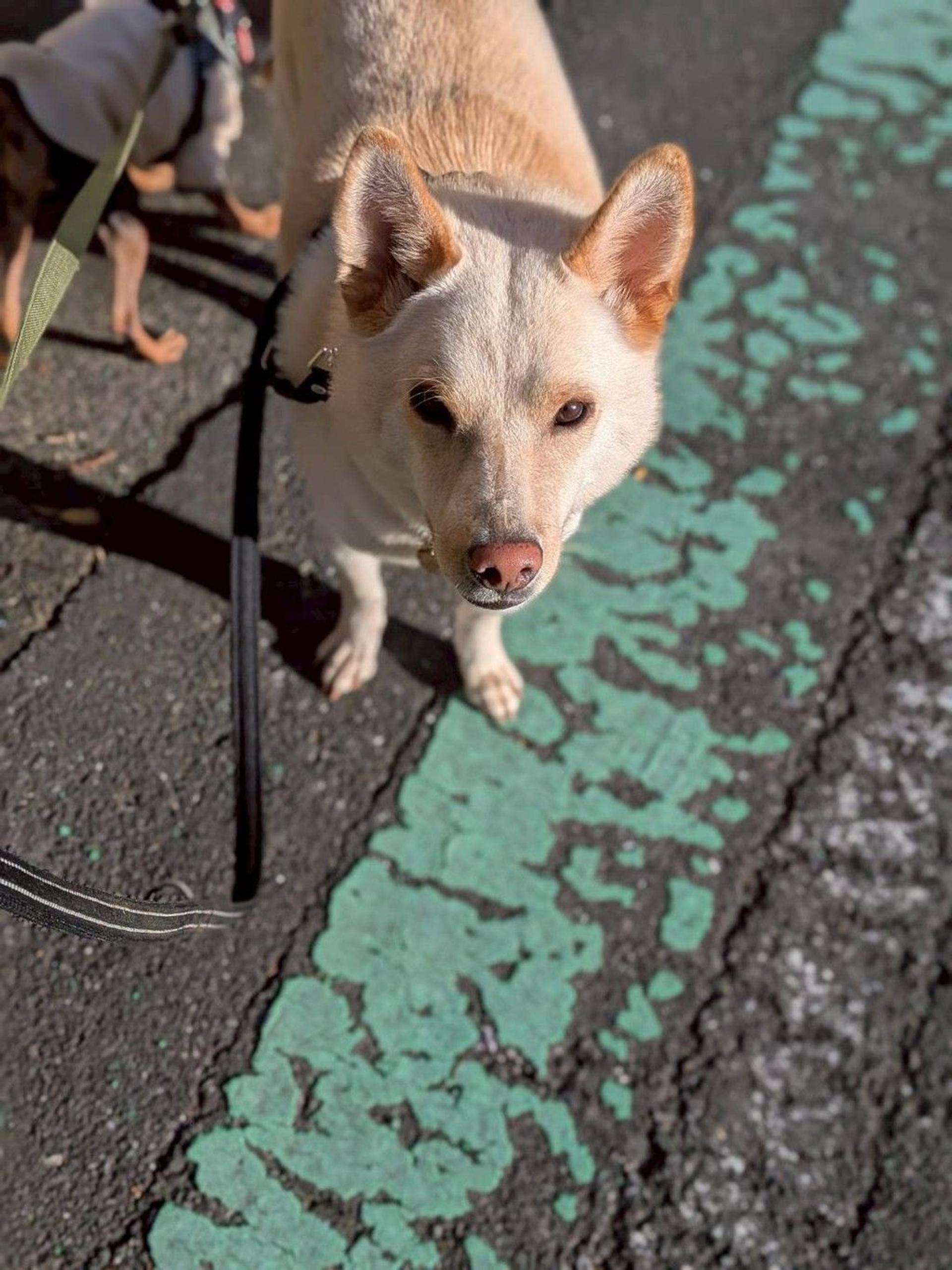 pet-image-5