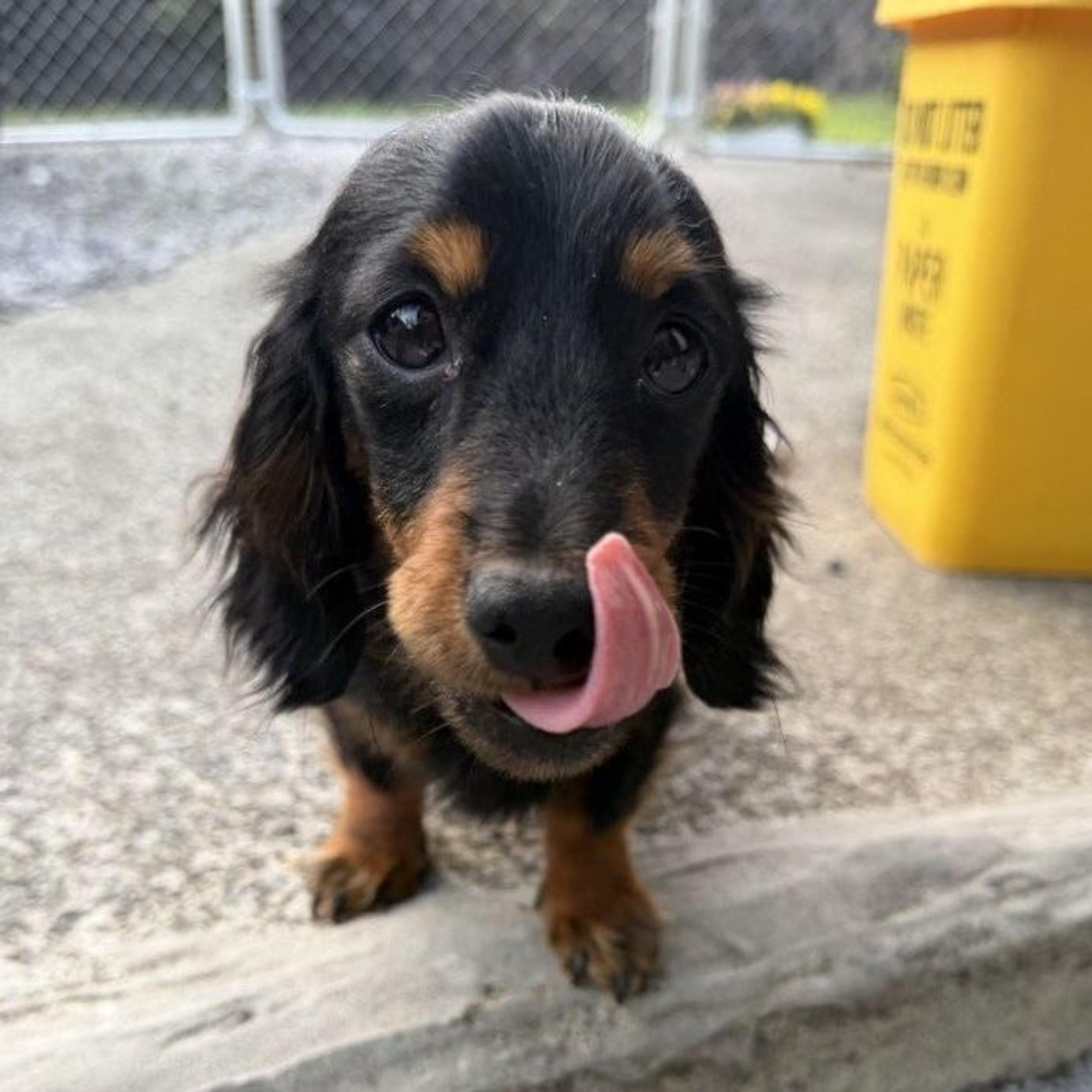 pet-image-3