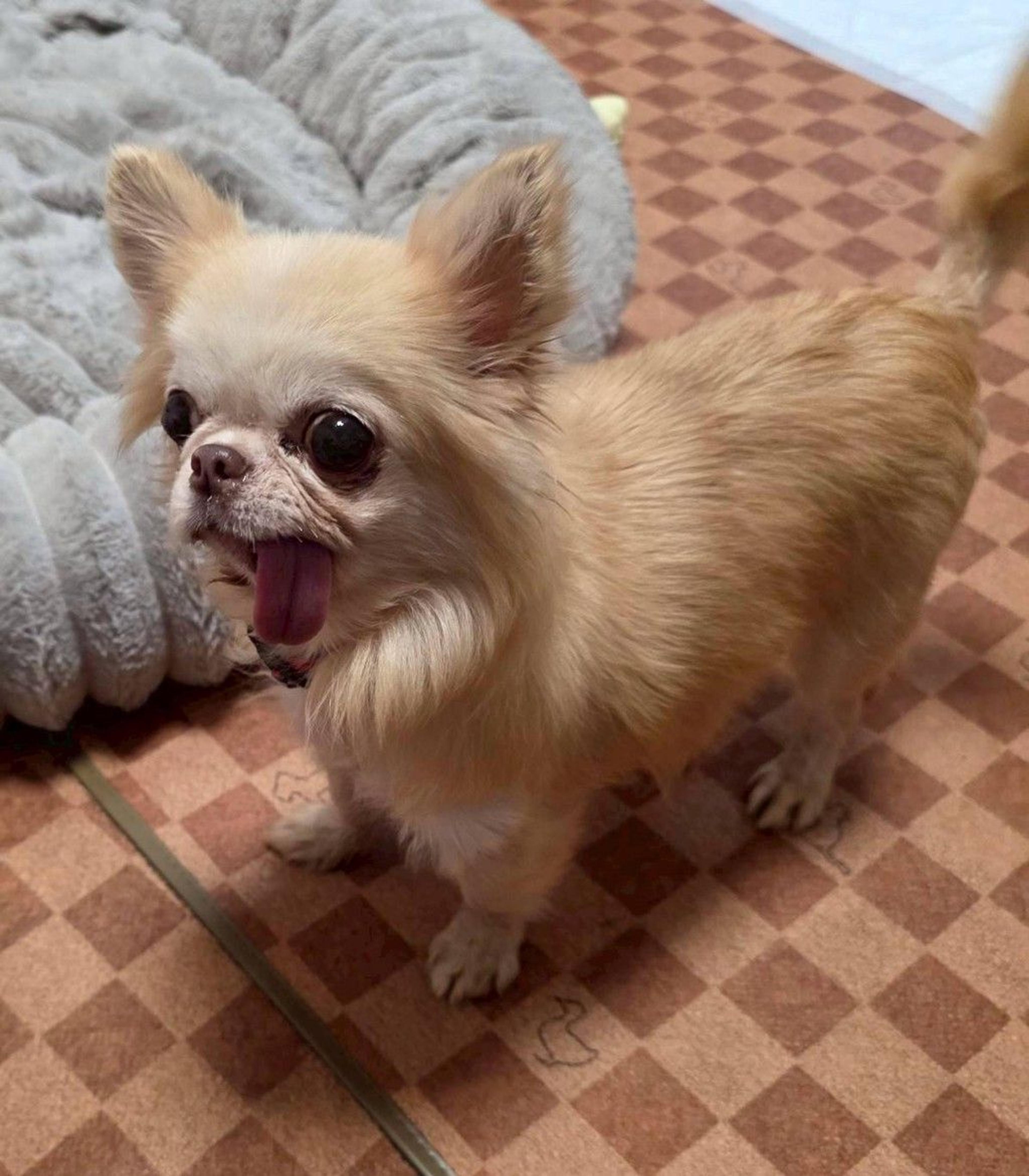 pet-image-2