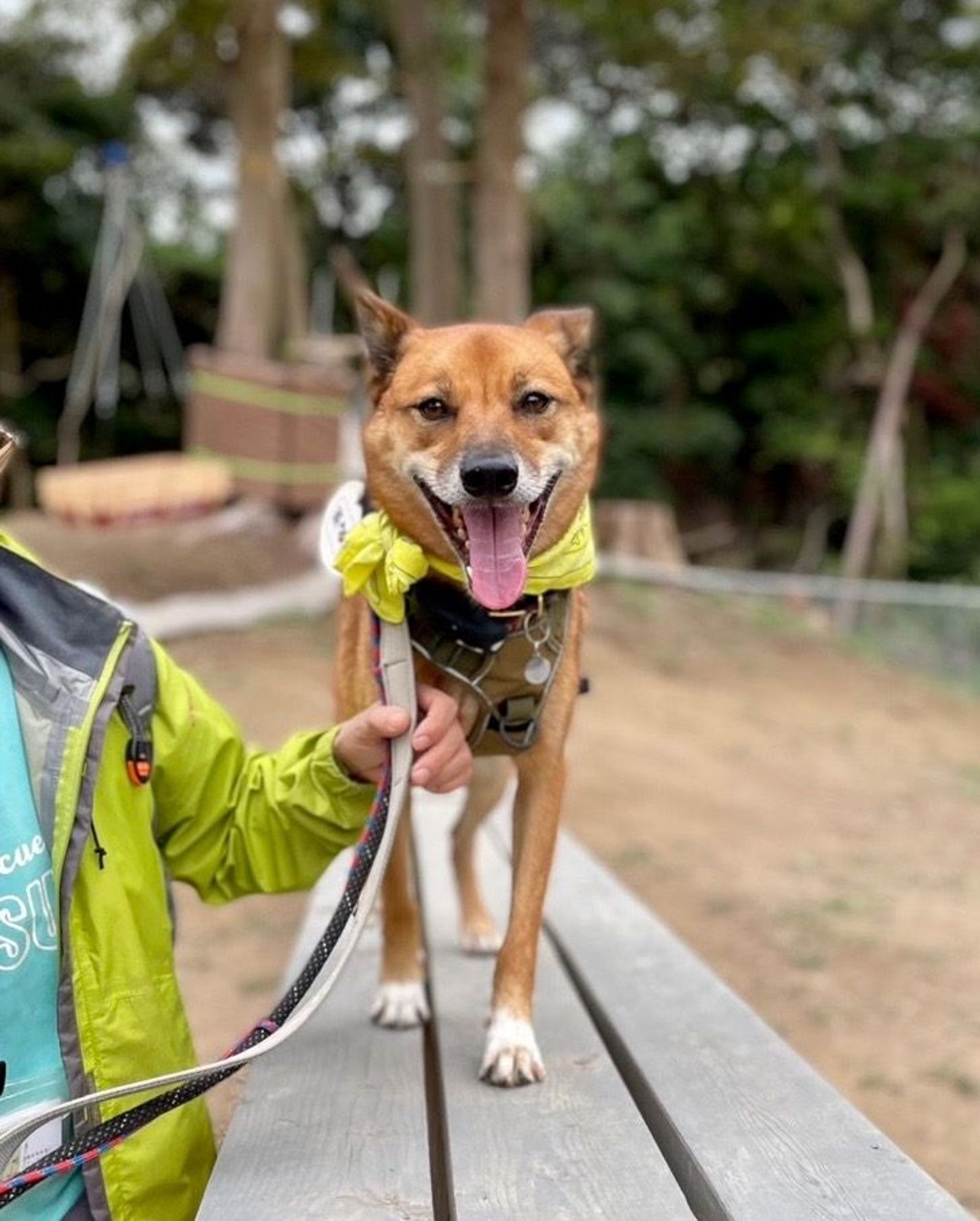 雑種（ミックス犬）・オスの里親募集の写真