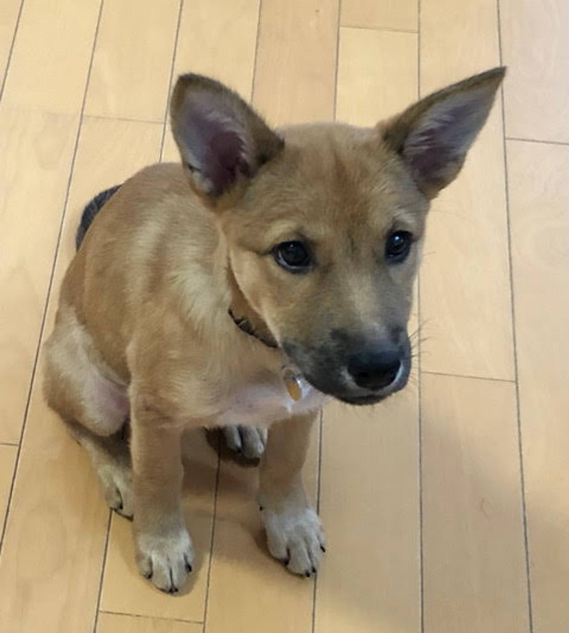 雑種（ミックス犬）・メスの里親募集の写真