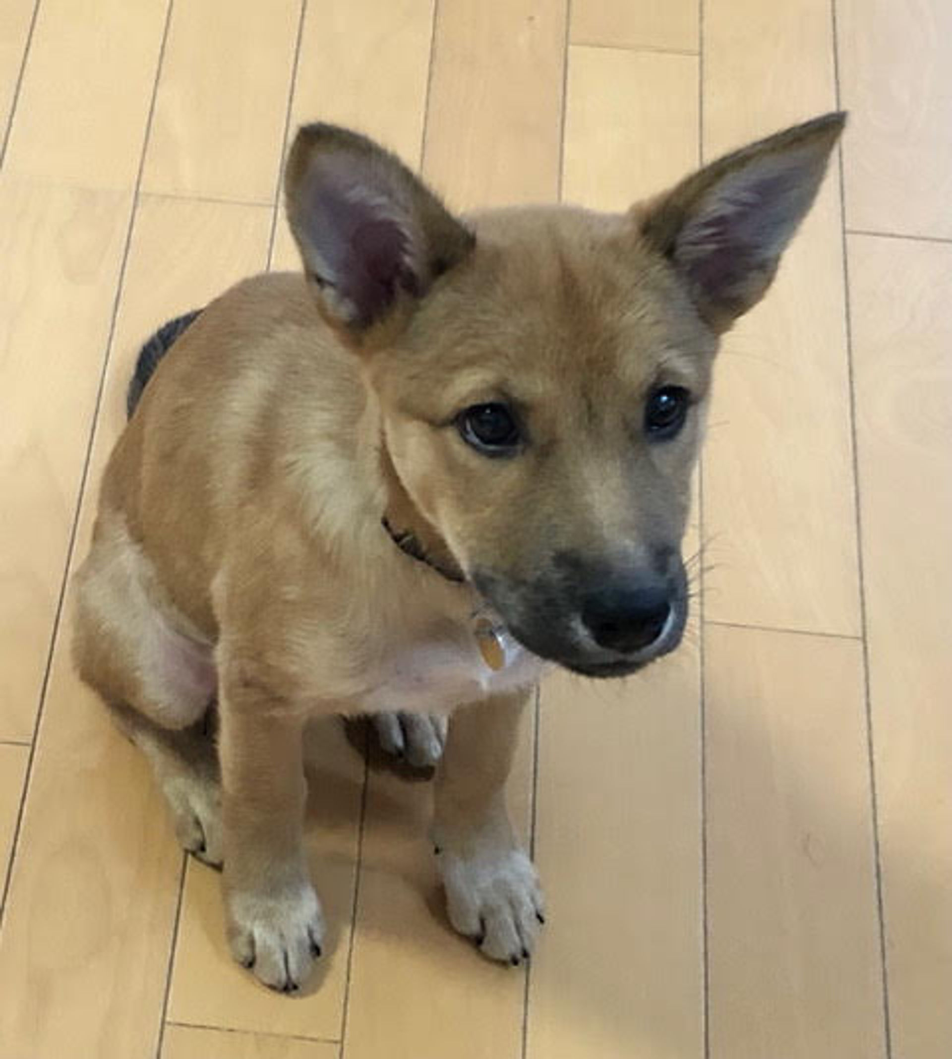 雑種（ミックス犬）・メスの里親募集の写真