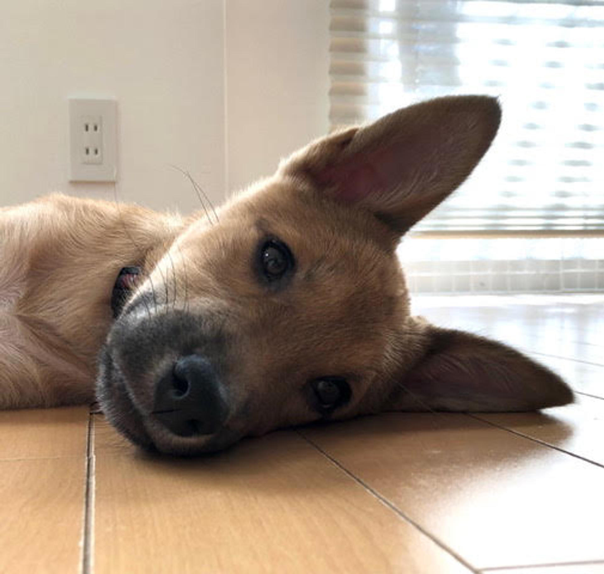 pet-image-4