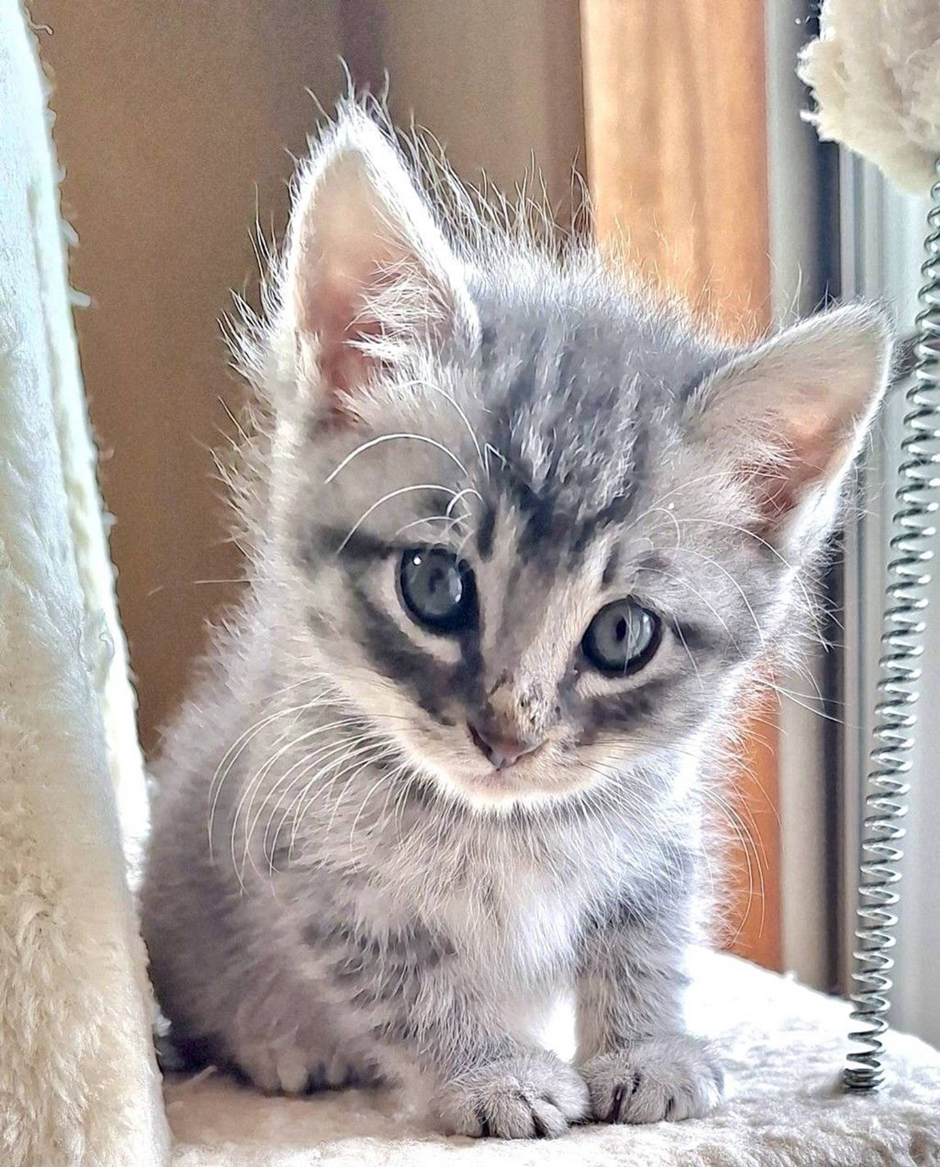 雑種（ミックス猫）・オスの里親募集の写真