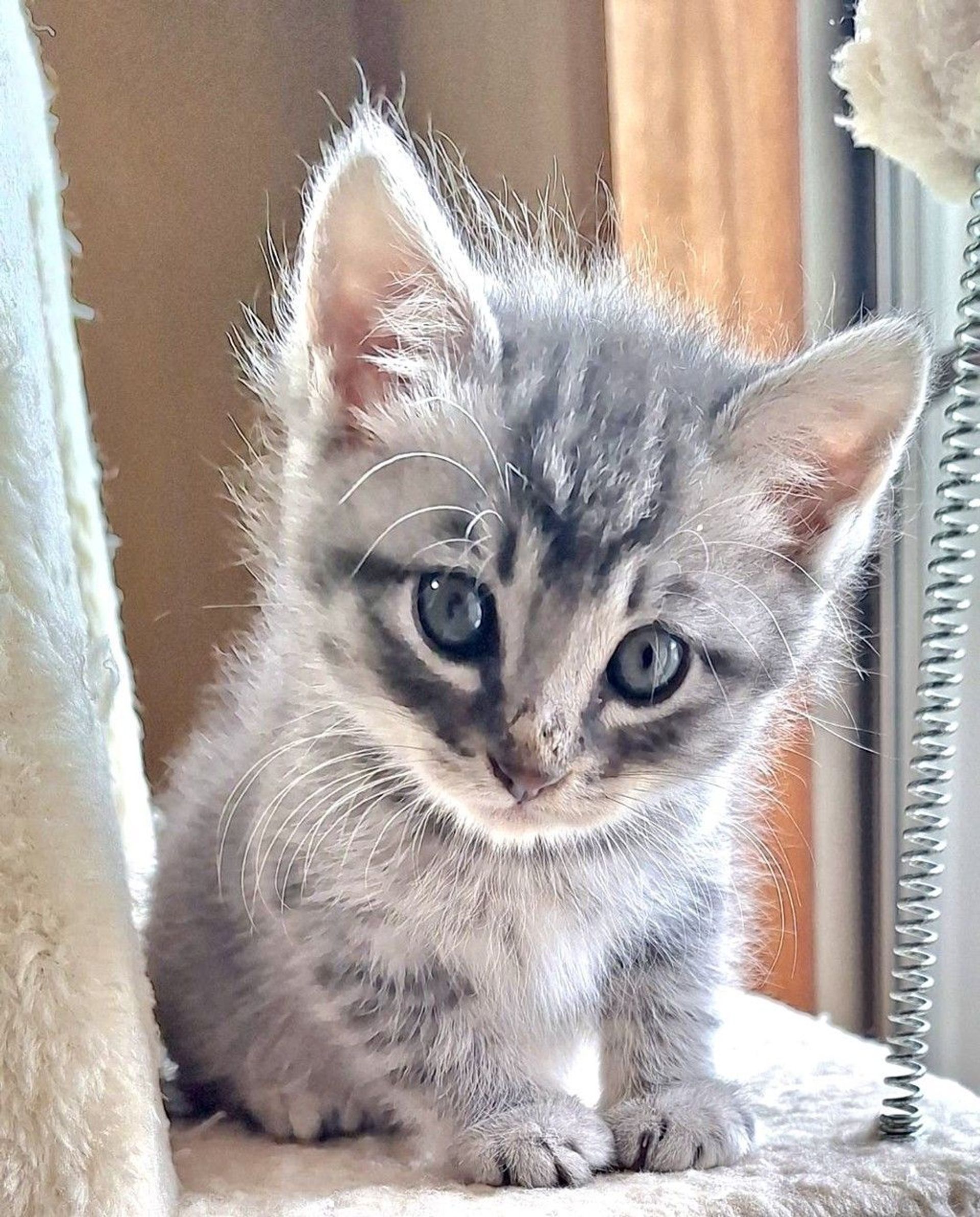 雑種（ミックス猫）・オスの里親募集の写真