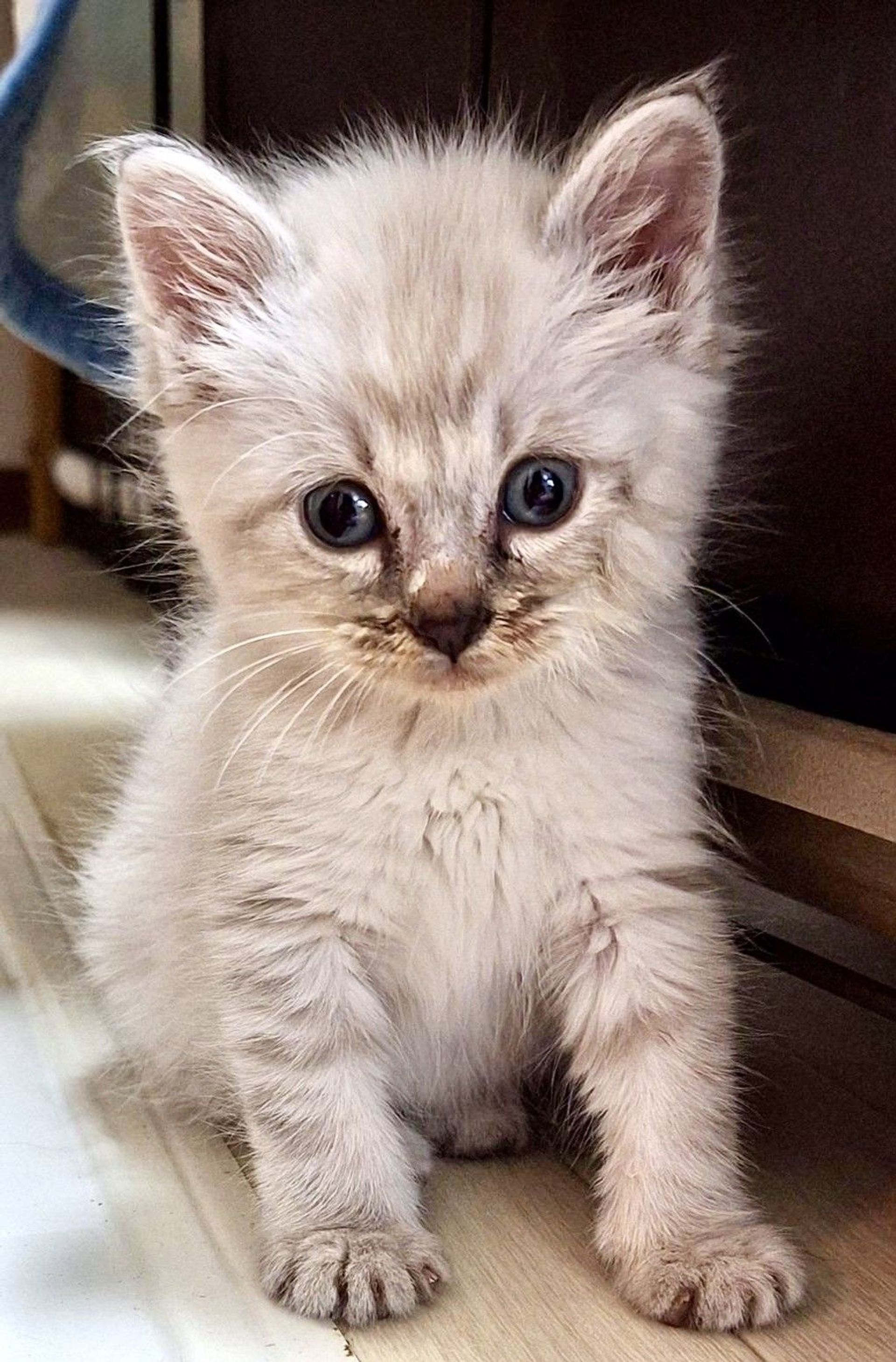雑種（ミックス猫）・メスの里親募集の写真