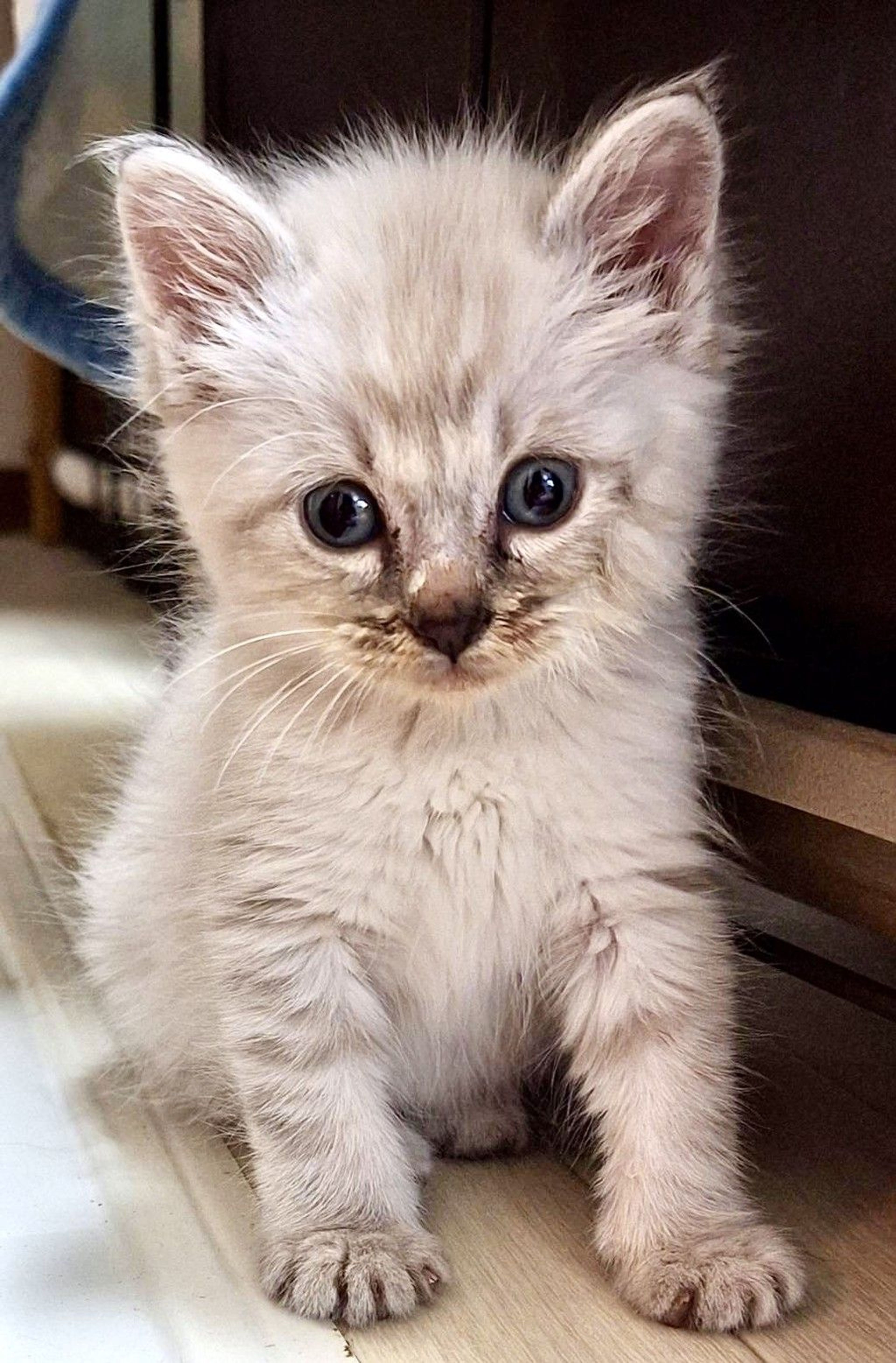 雑種（ミックス猫）・メスの里親募集の写真