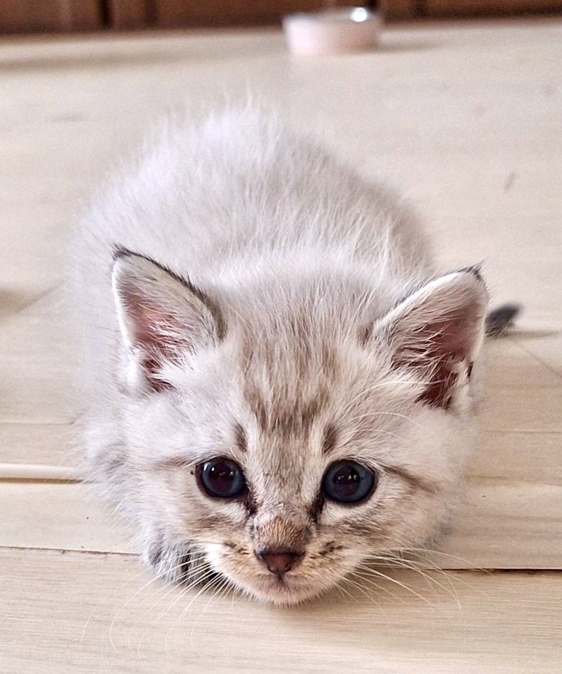 雑種（ミックス猫）・メスの里親募集の写真