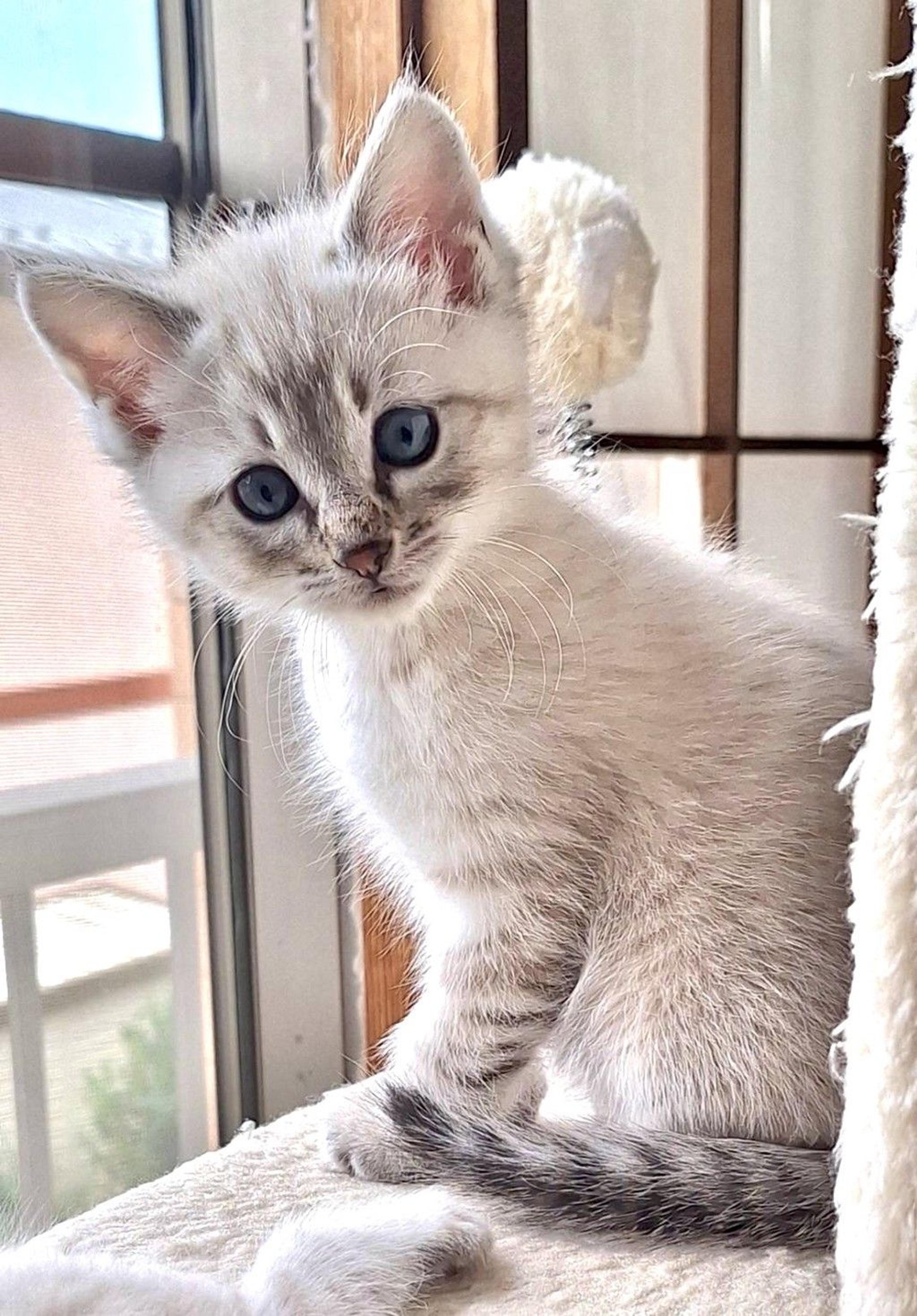 pet-image-3