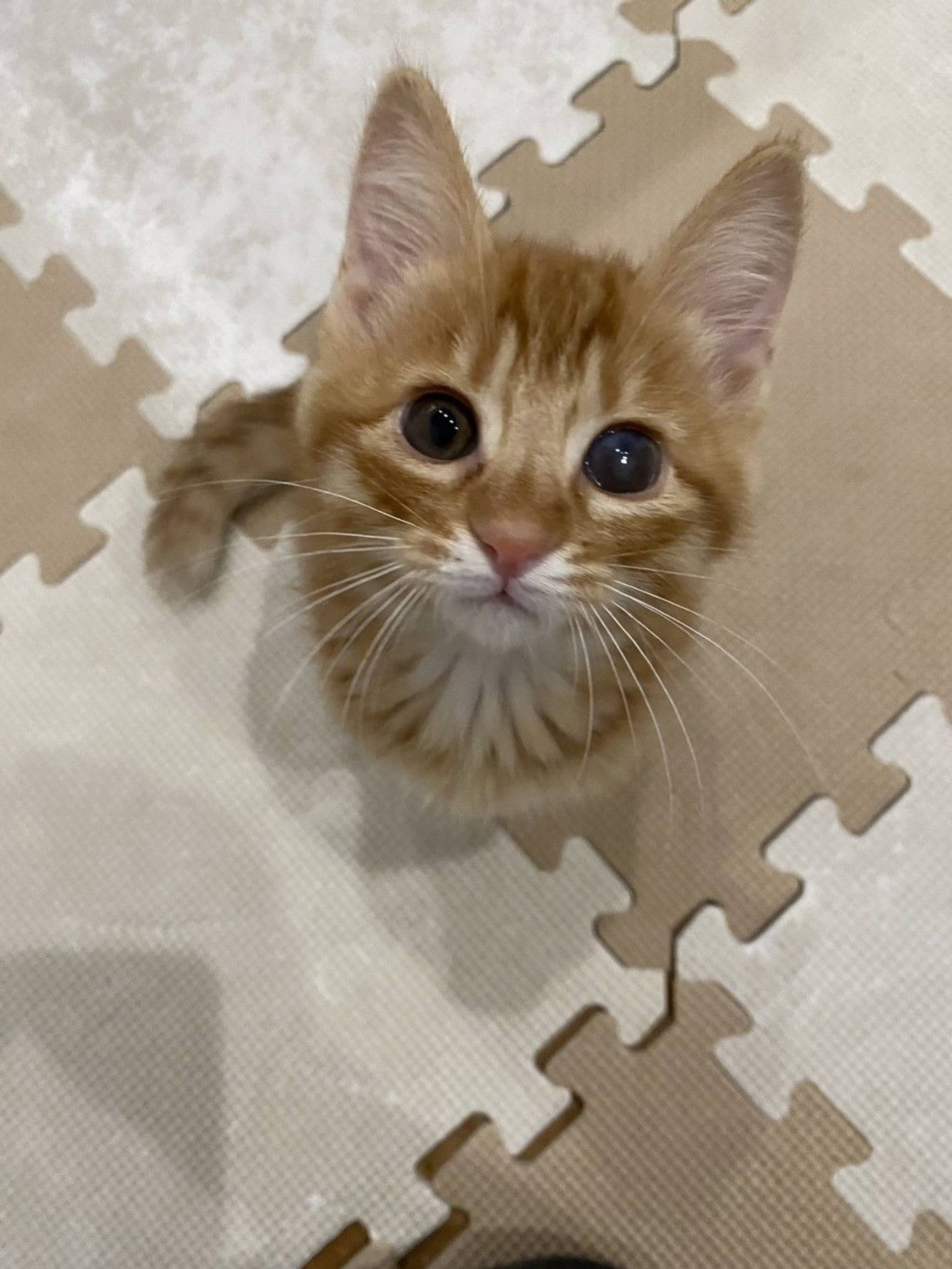 雑種（ミックス猫）・オスの里親募集の写真