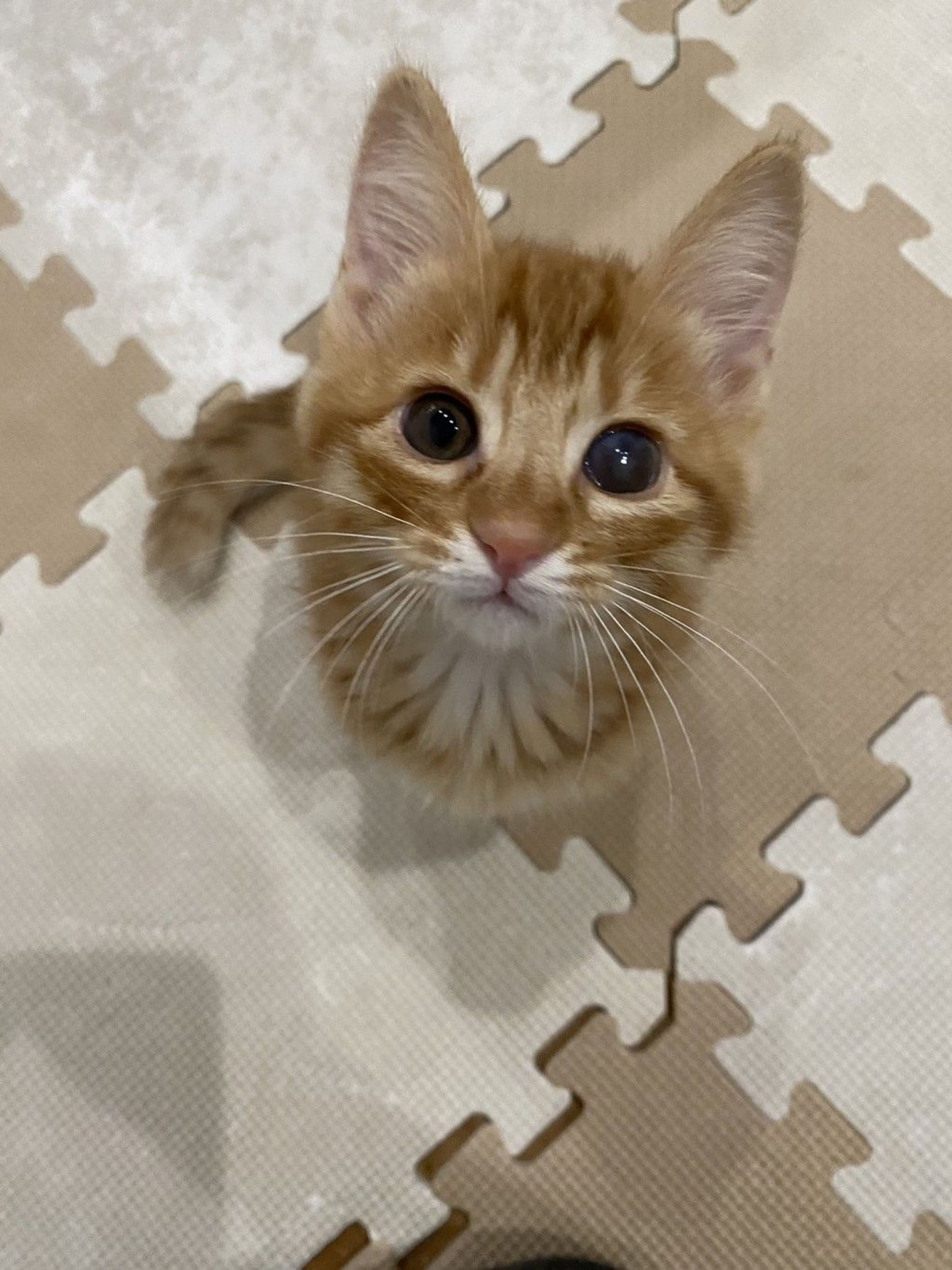 雑種（ミックス猫）・オスの里親募集の写真