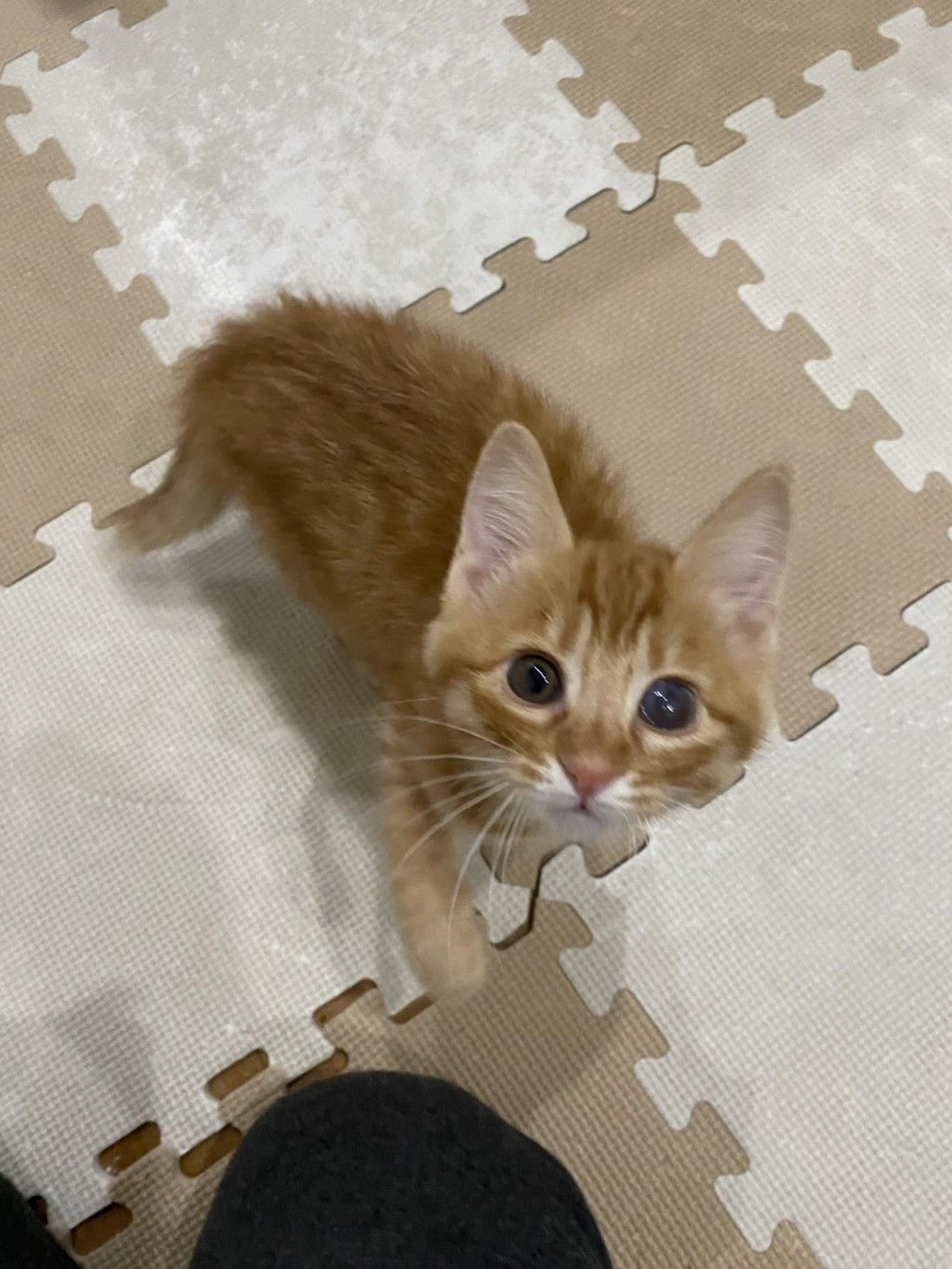 pet-image-3
