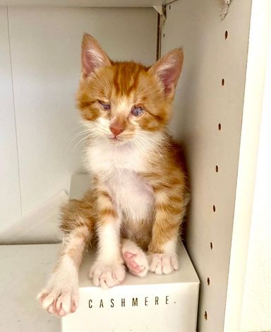 雑種（ミックス猫）・オスの里親募集の写真