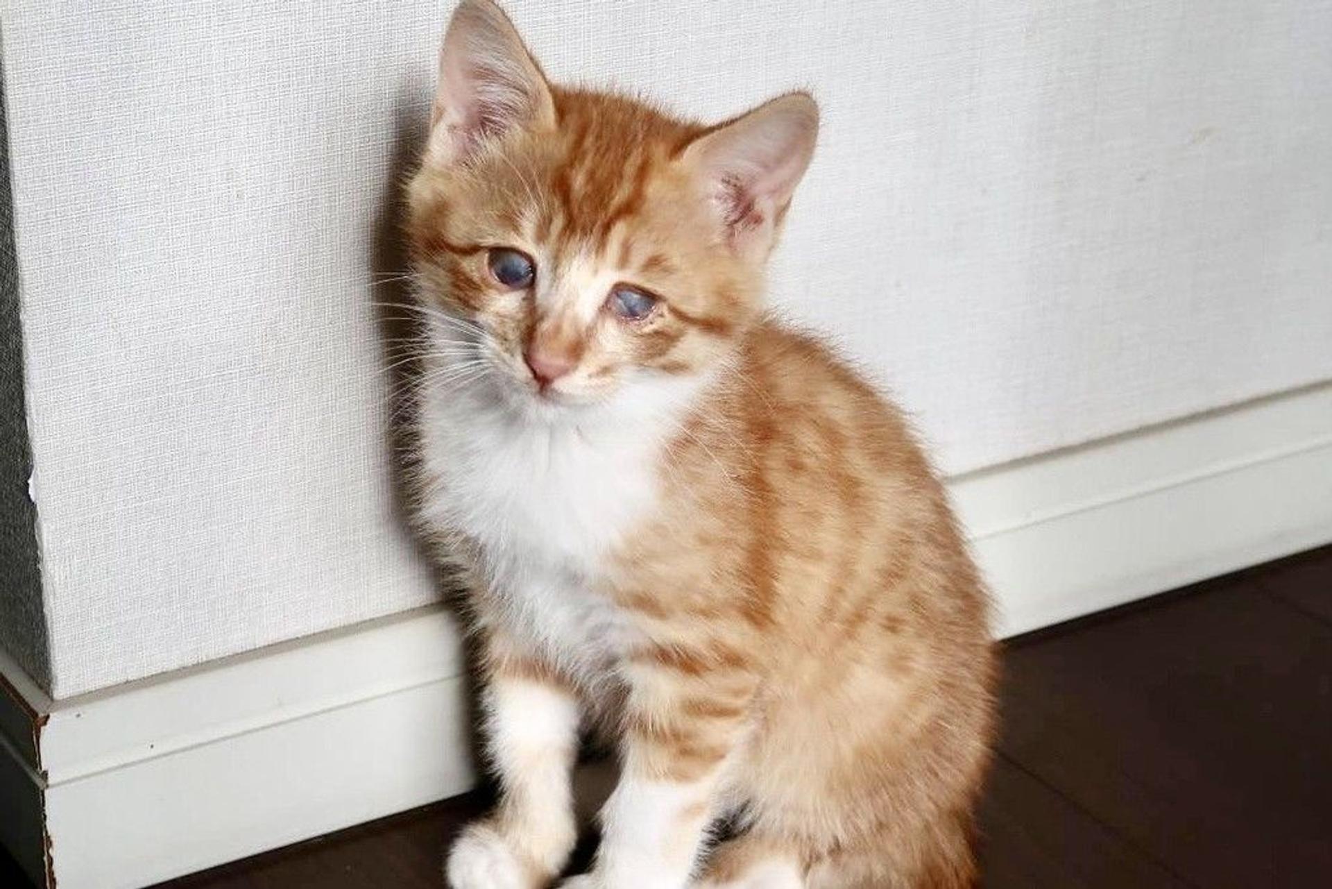 pet-image-2