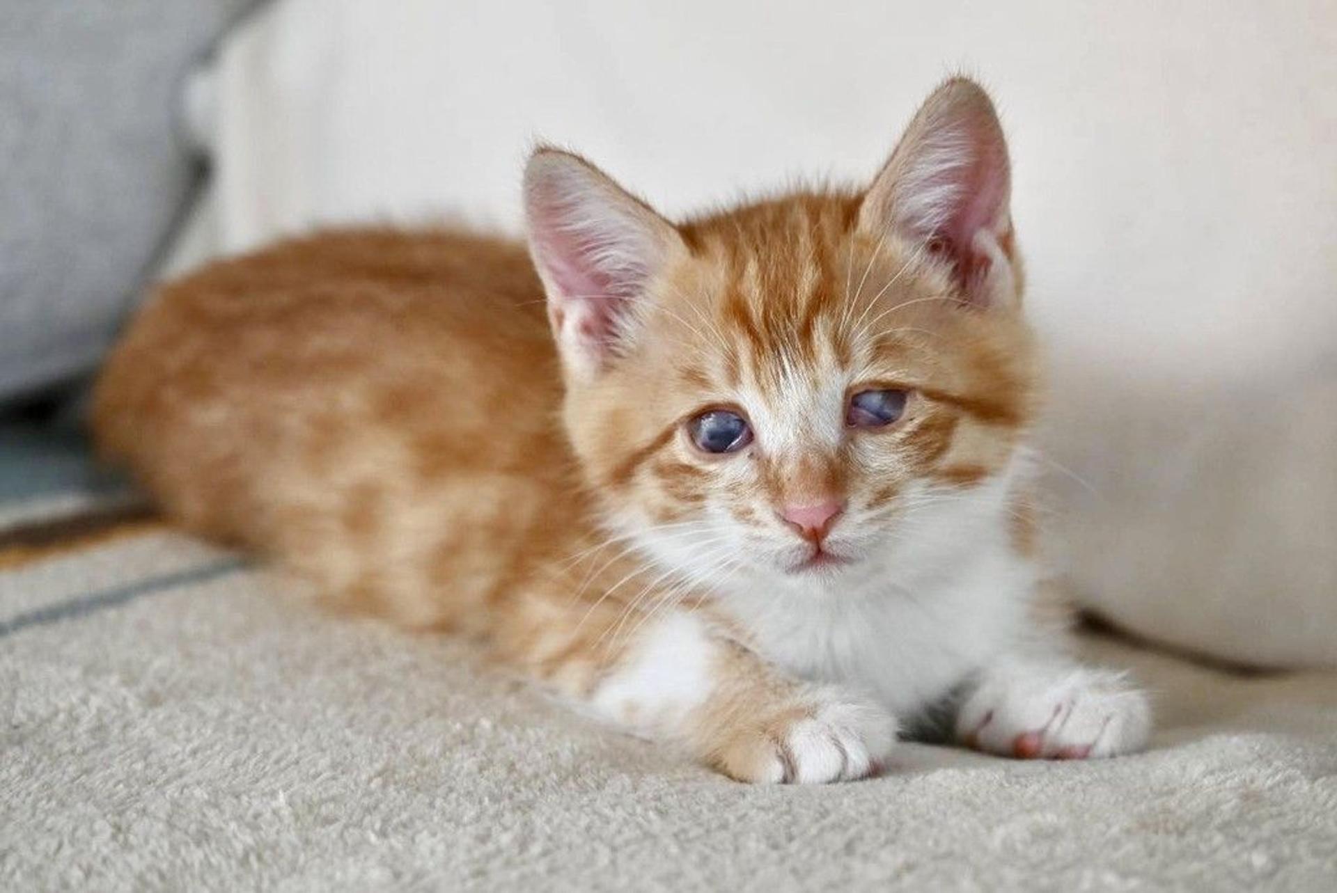 pet-image-4