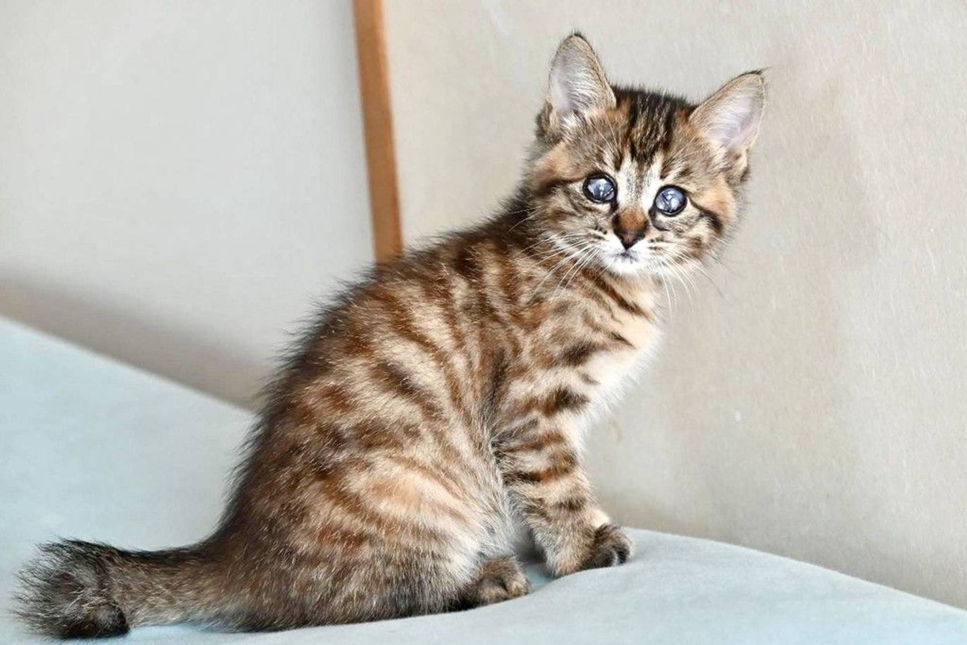 雑種（ミックス猫）・メスの里親募集の写真