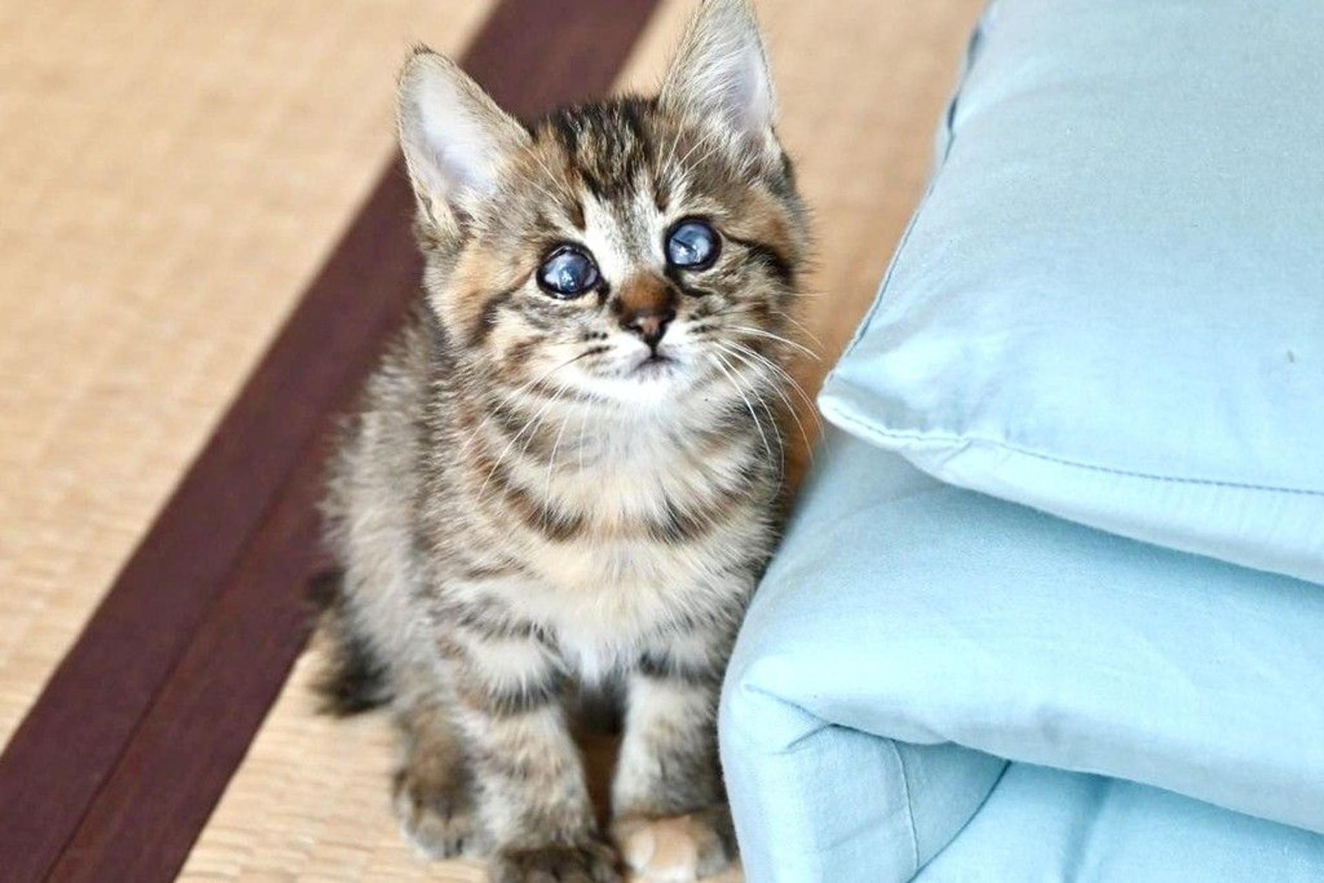 pet-image-3