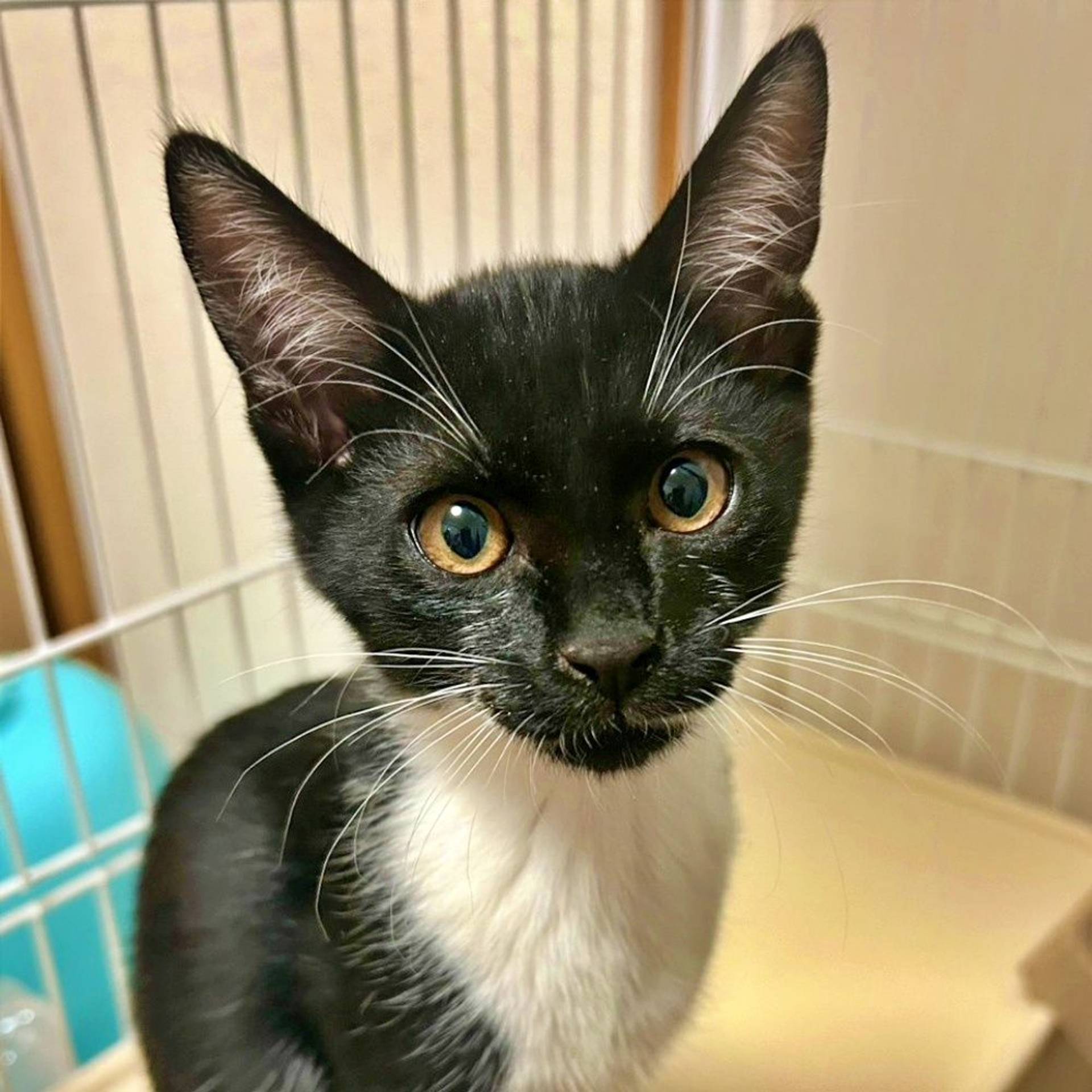 雑種（ミックス猫）・オスの里親募集の写真
