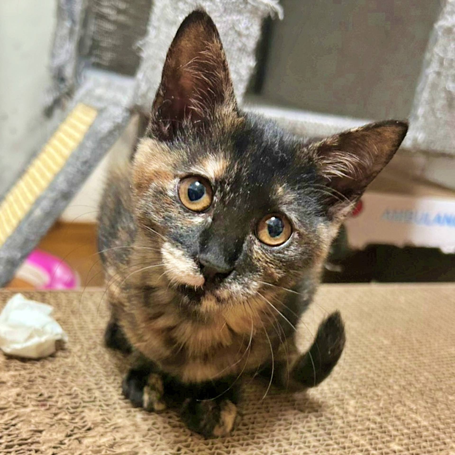 雑種（ミックス猫）・メスの里親募集の写真