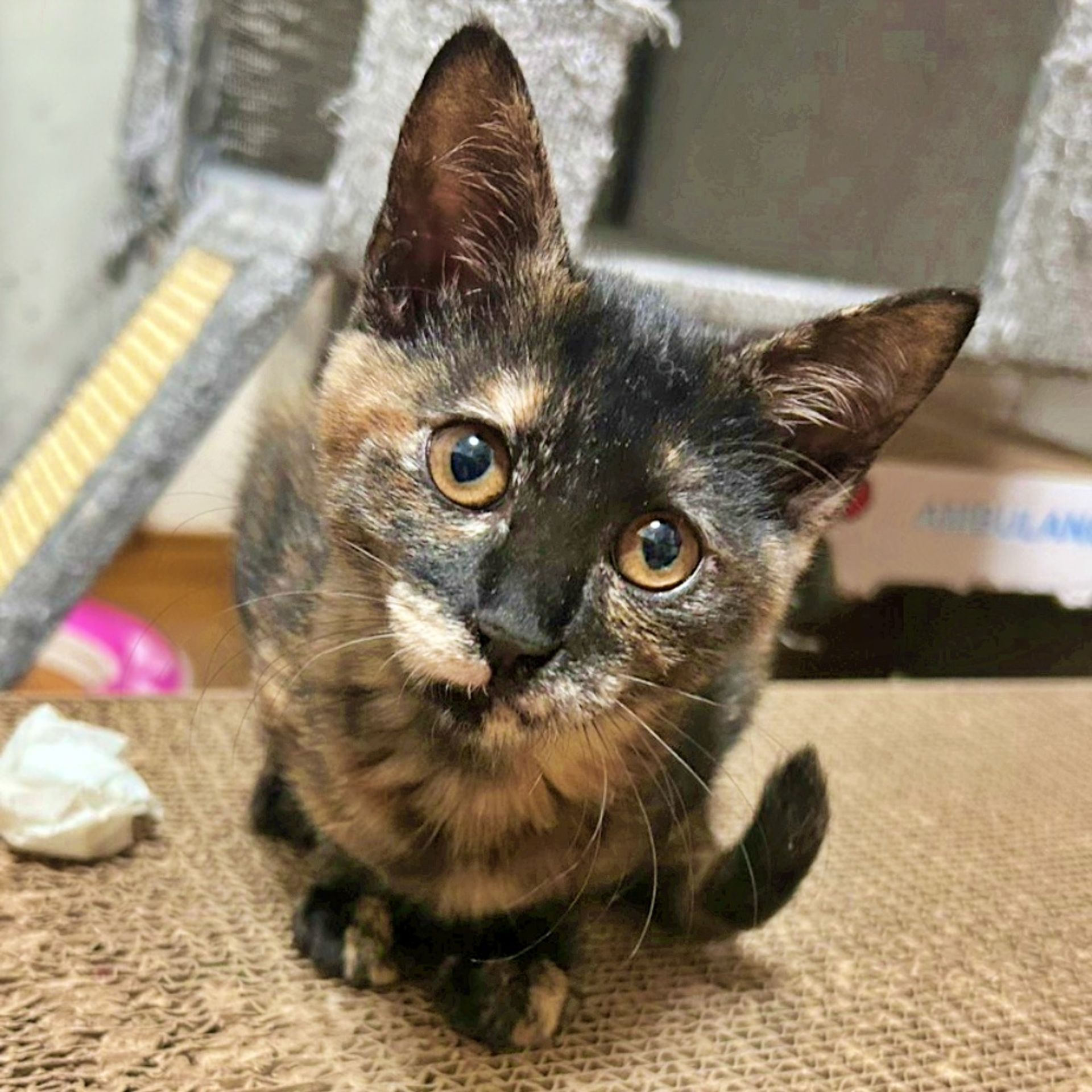 雑種（ミックス猫）・メスの里親募集の写真