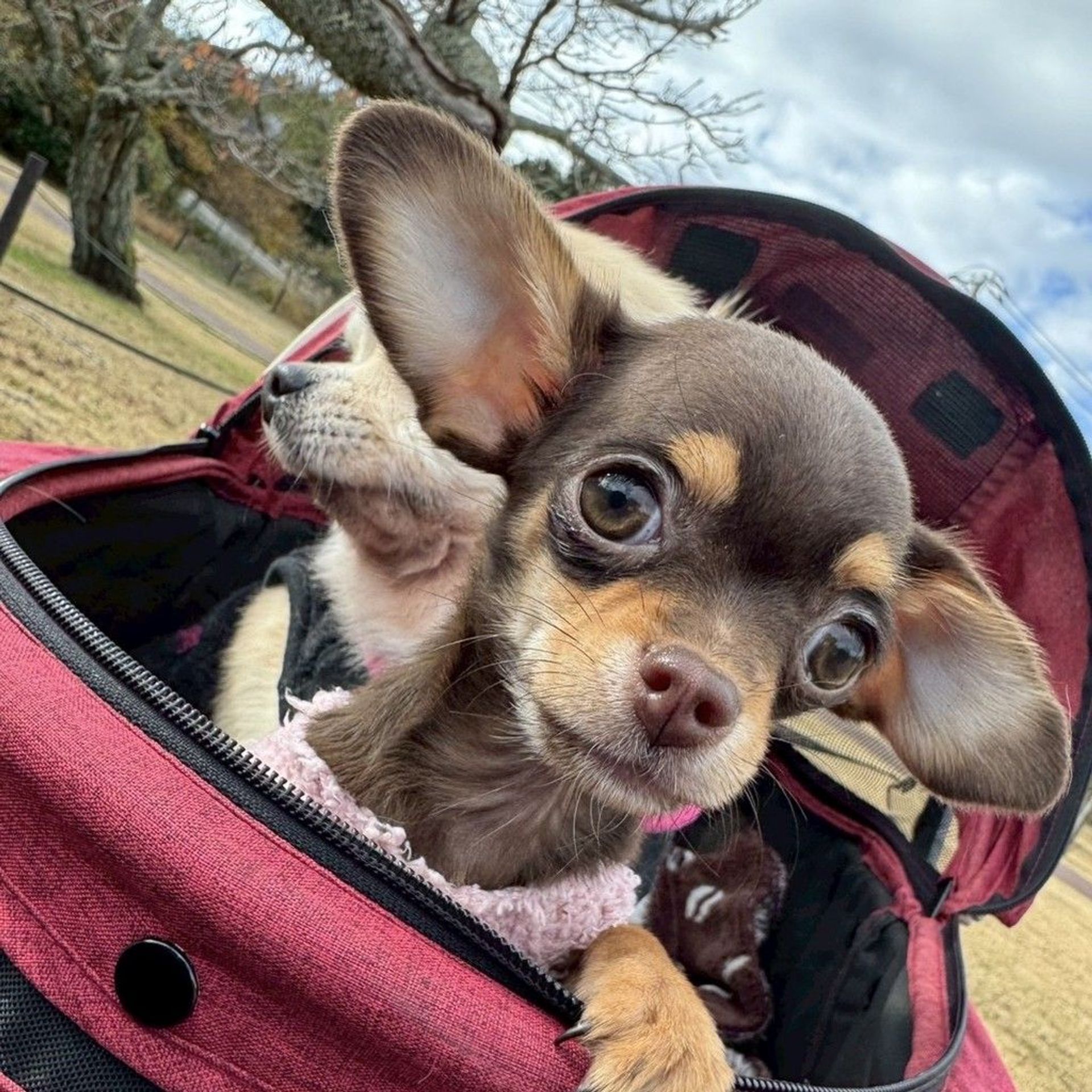 雑種（ミックス犬）・メスの里親募集の写真