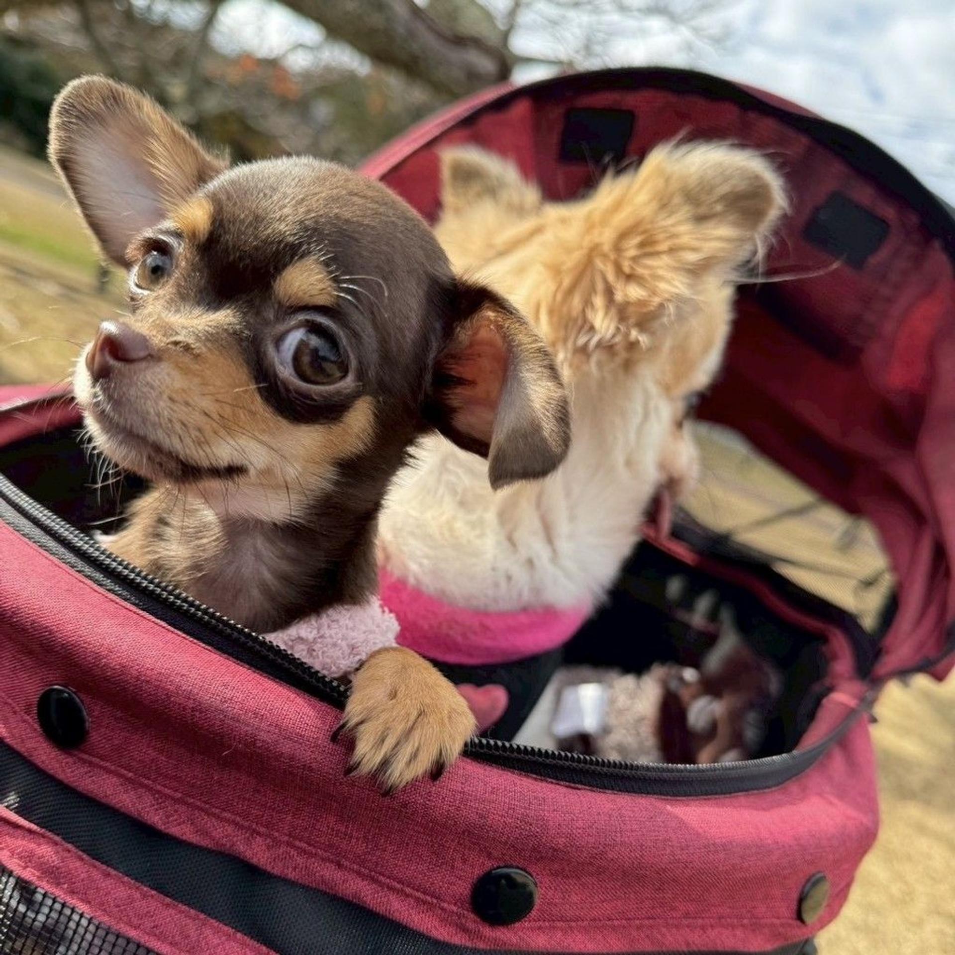 pet-image-2