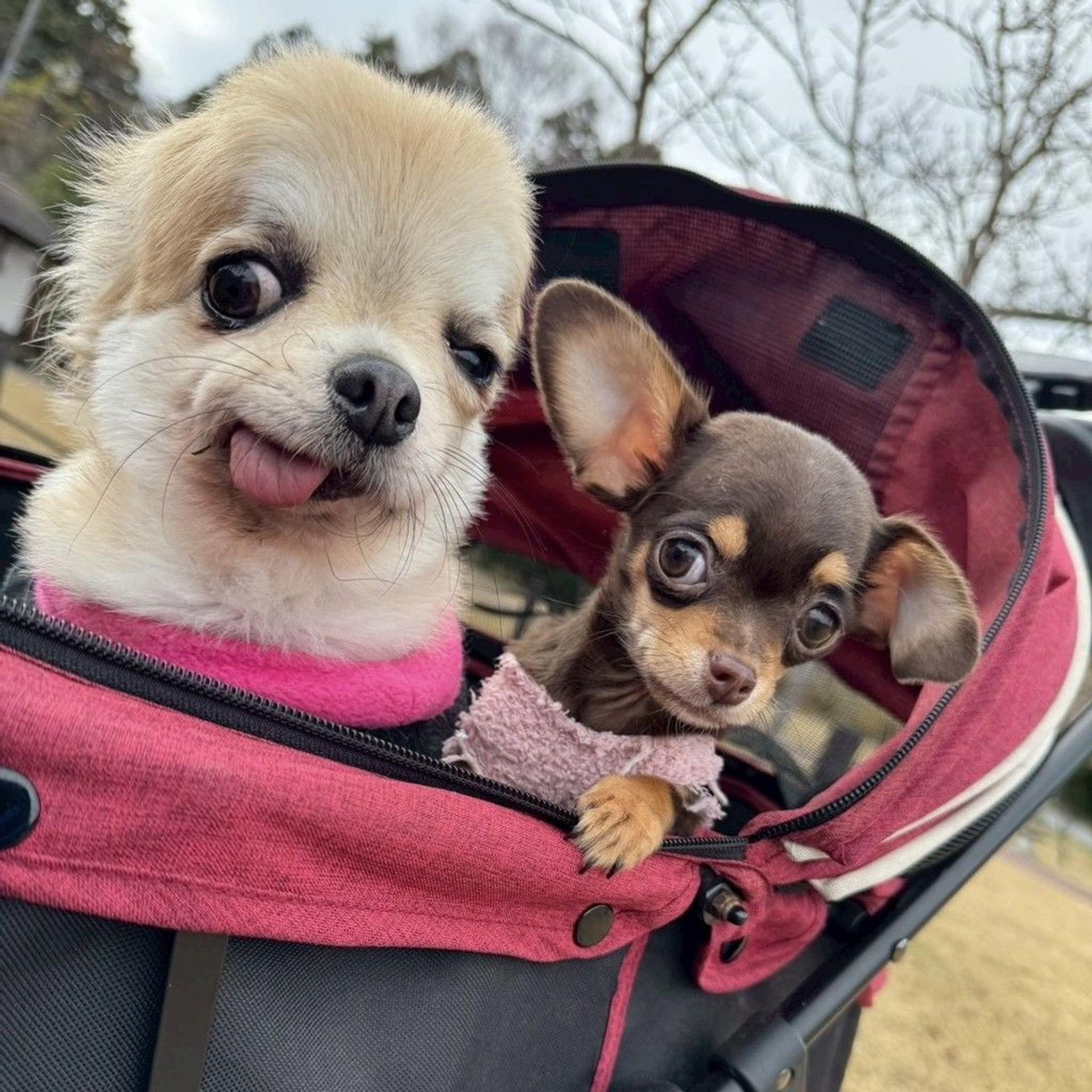 pet-image-4