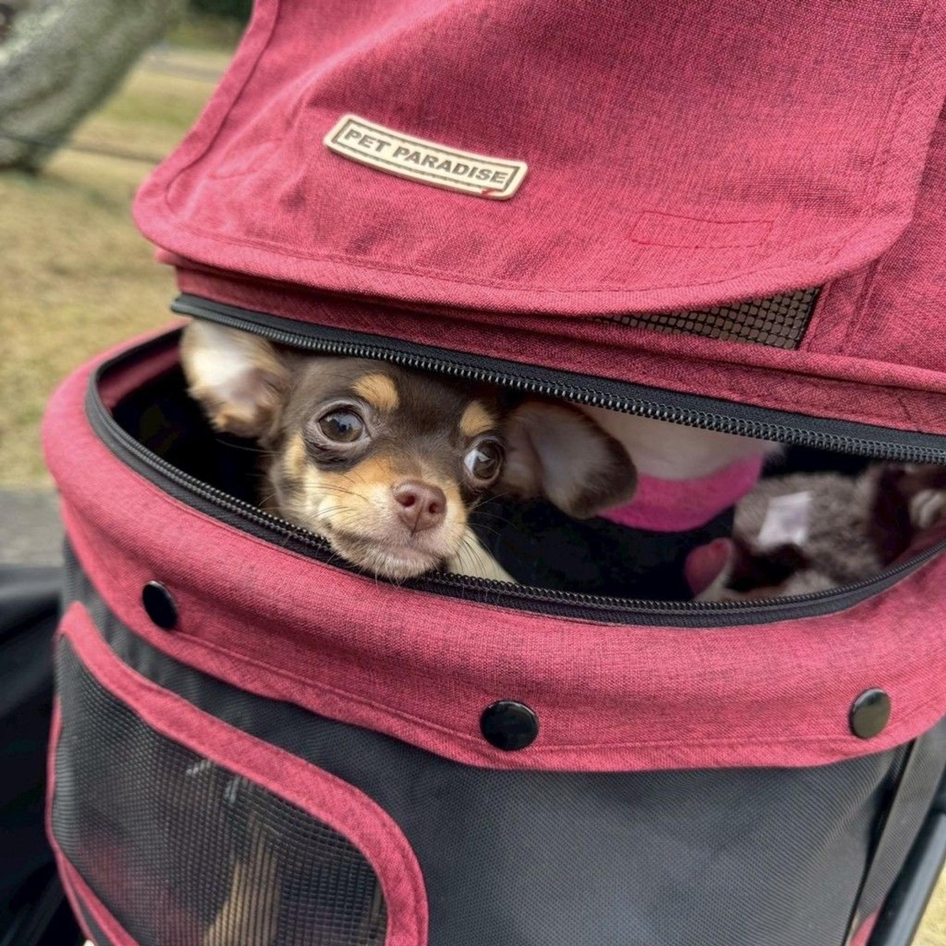 pet-image-5