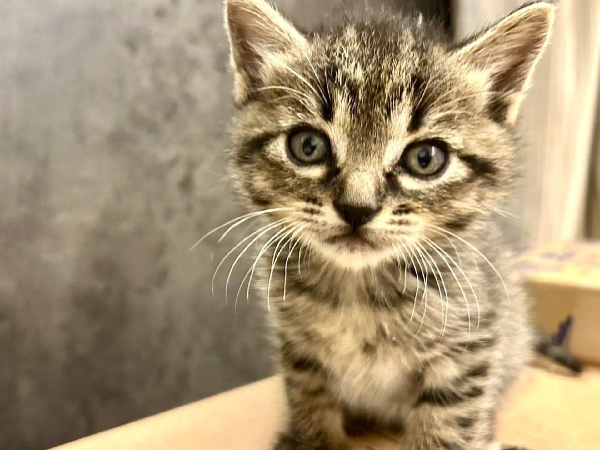 雑種（ミックス猫）・オスの里親募集の写真