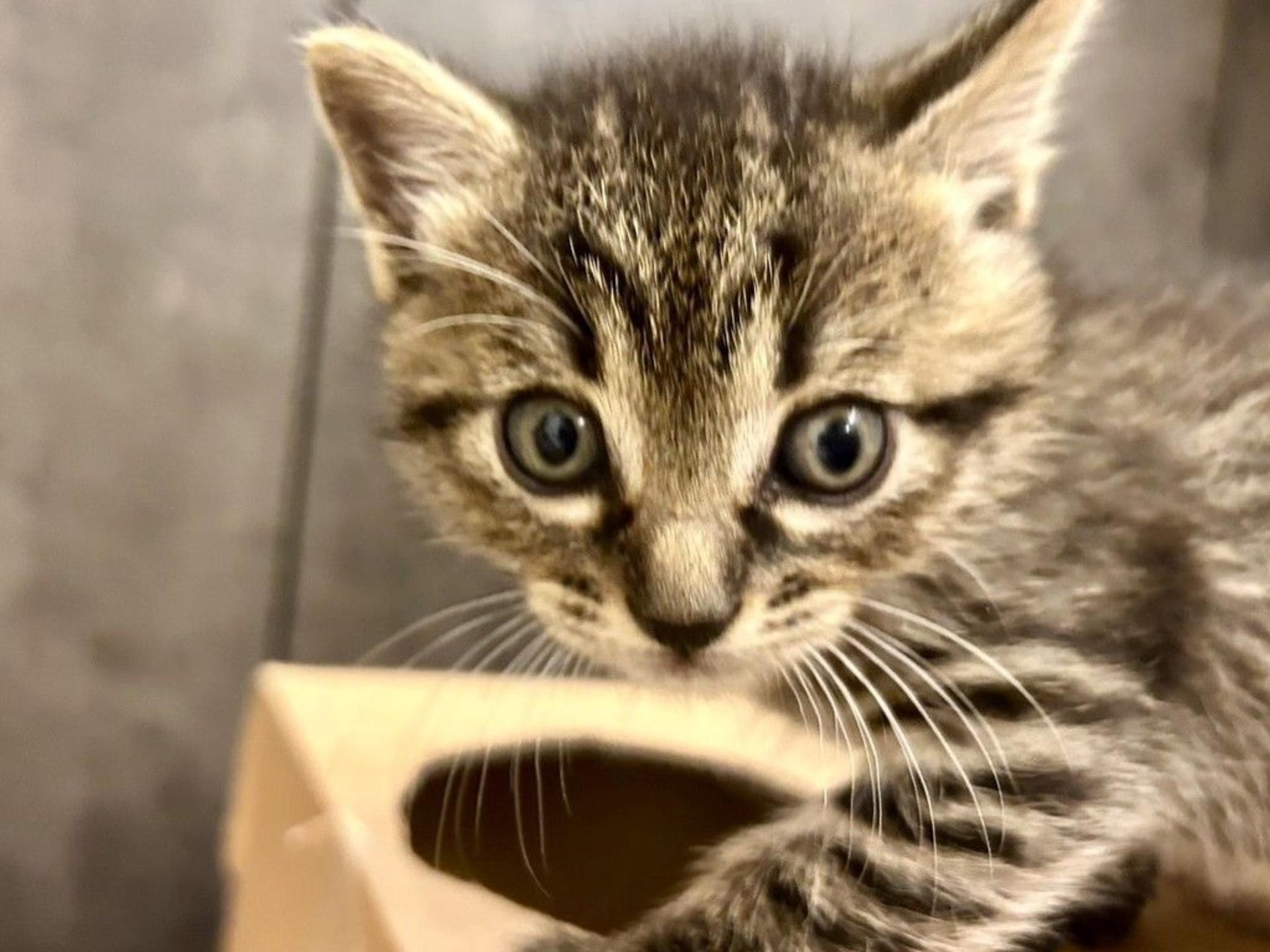 pet-image-2