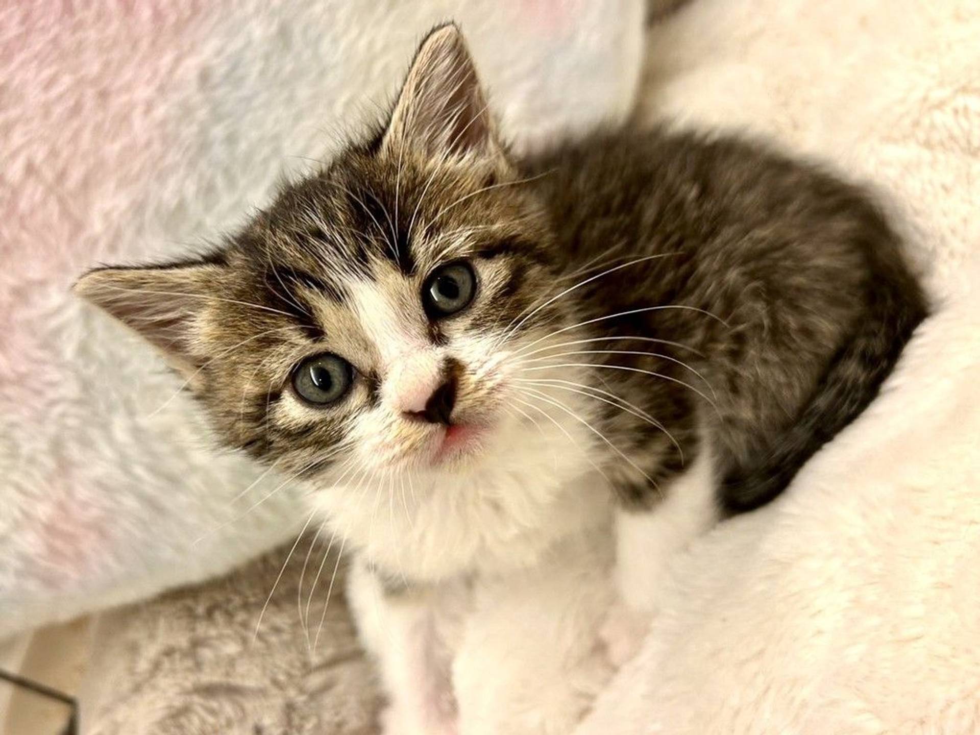 雑種（ミックス猫）・オスの里親募集の写真