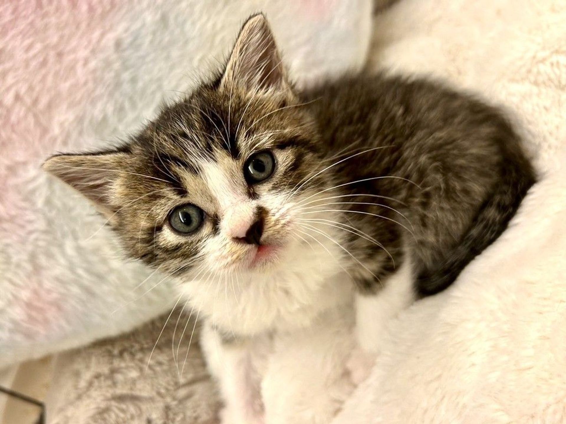 雑種（ミックス猫）・オスの里親募集の写真