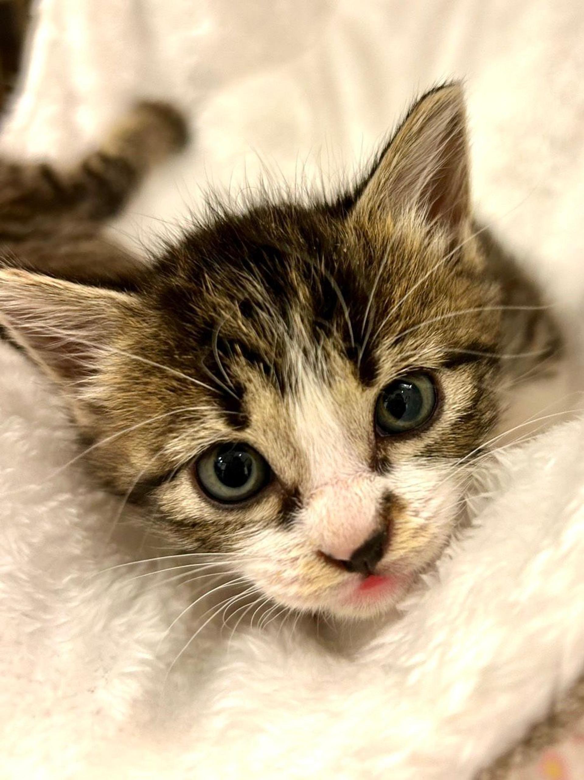 pet-image-2