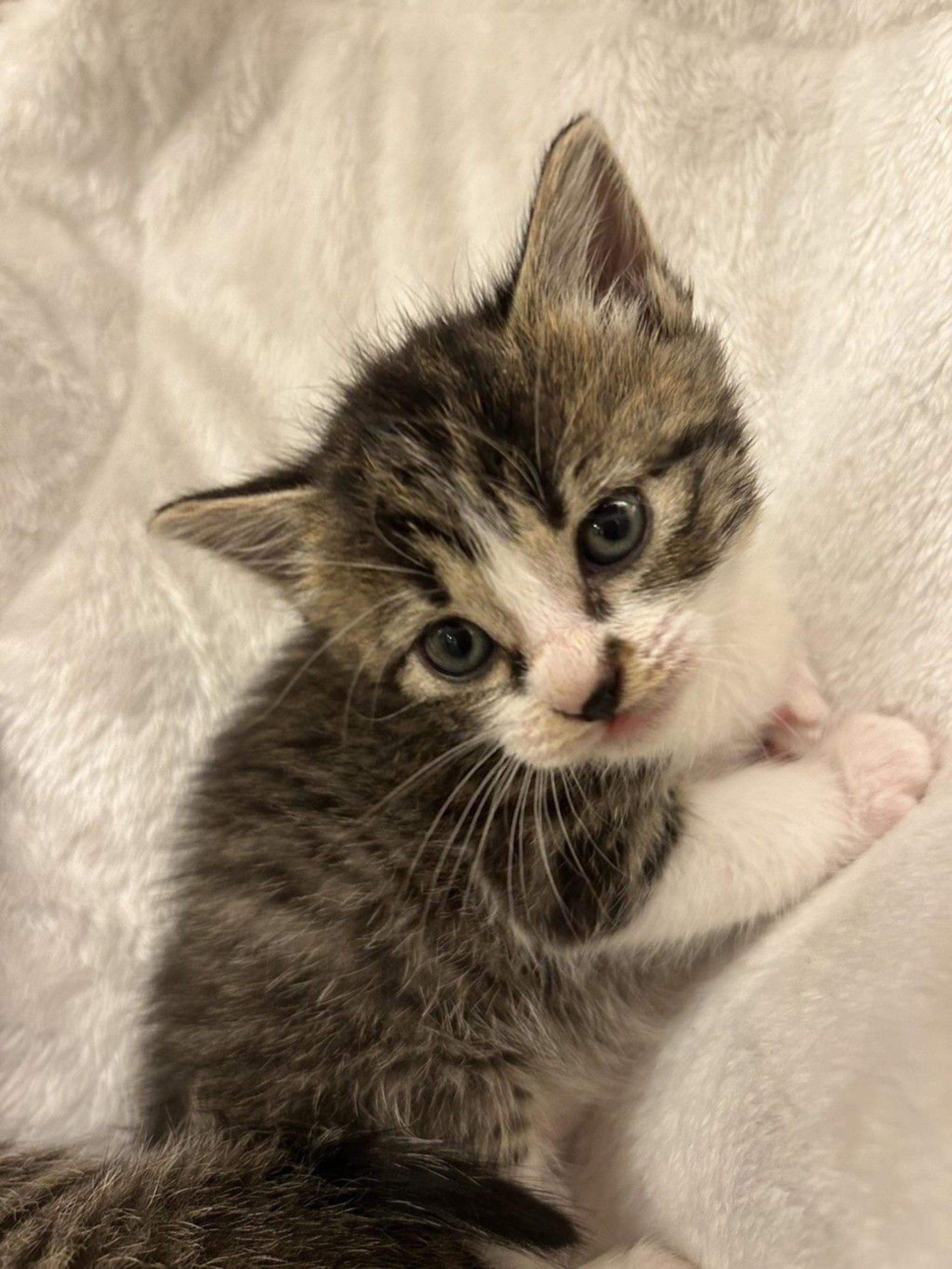 pet-image-3