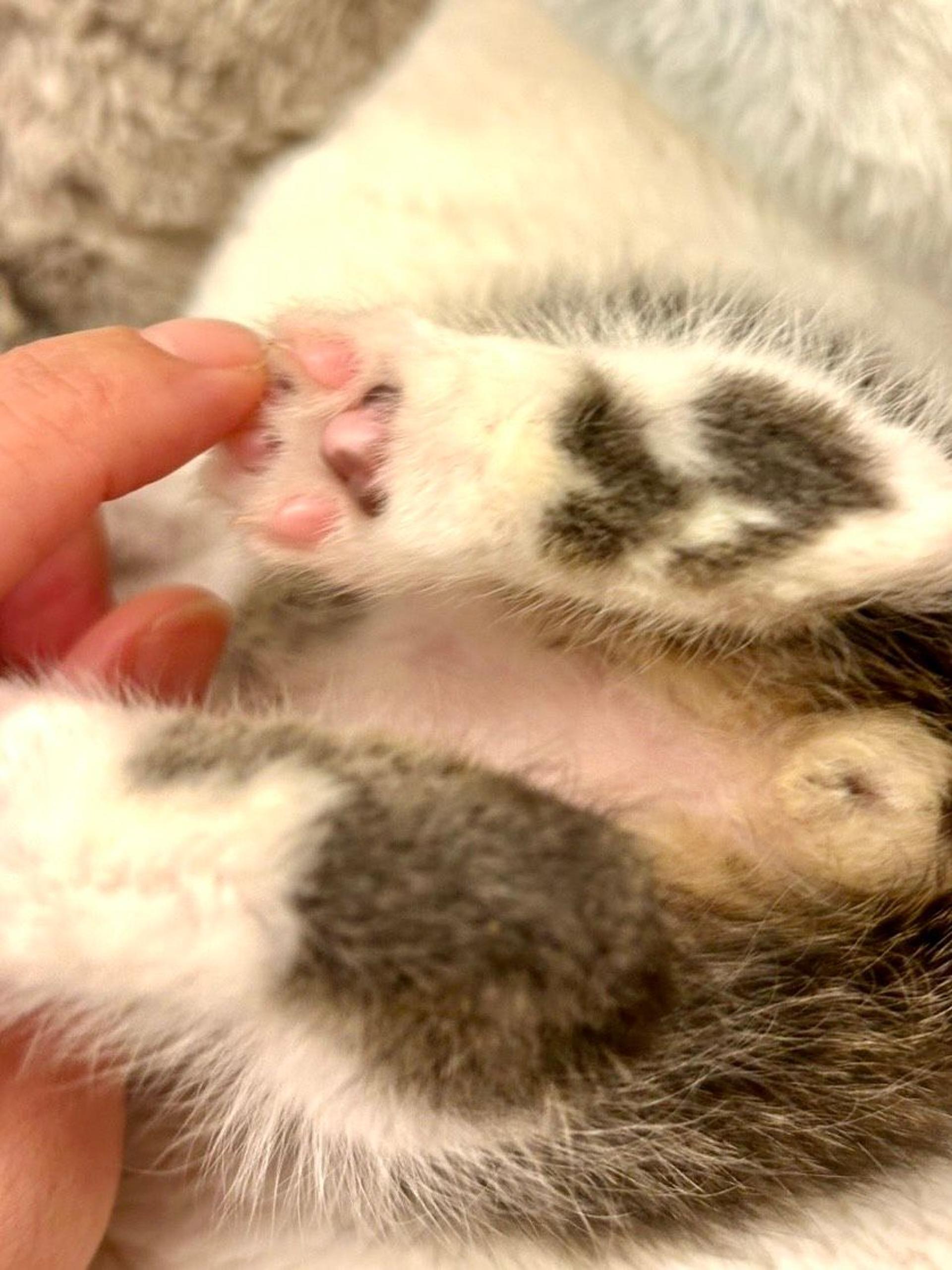 pet-image-4
