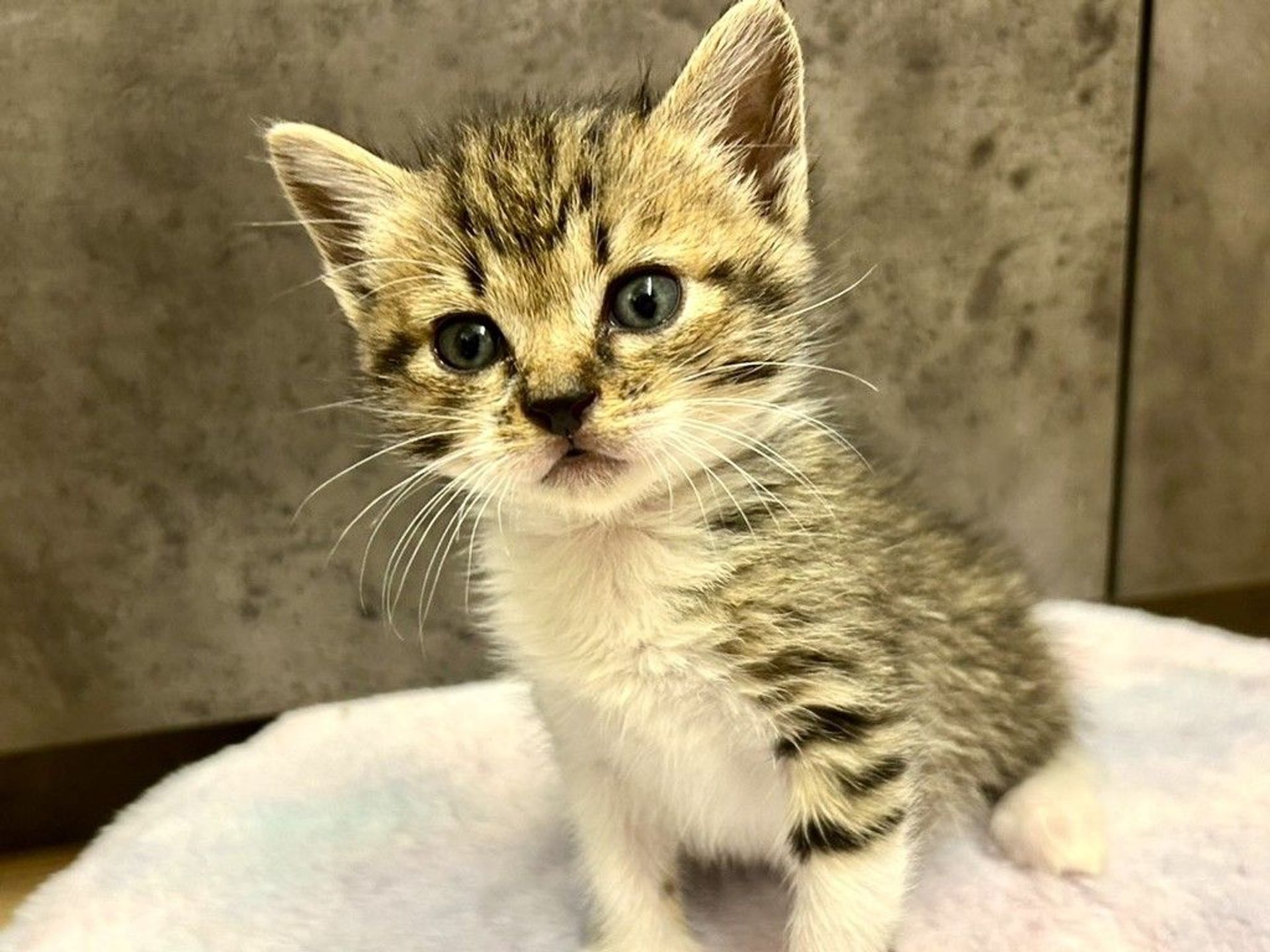雑種（ミックス猫）・オスの里親募集の写真