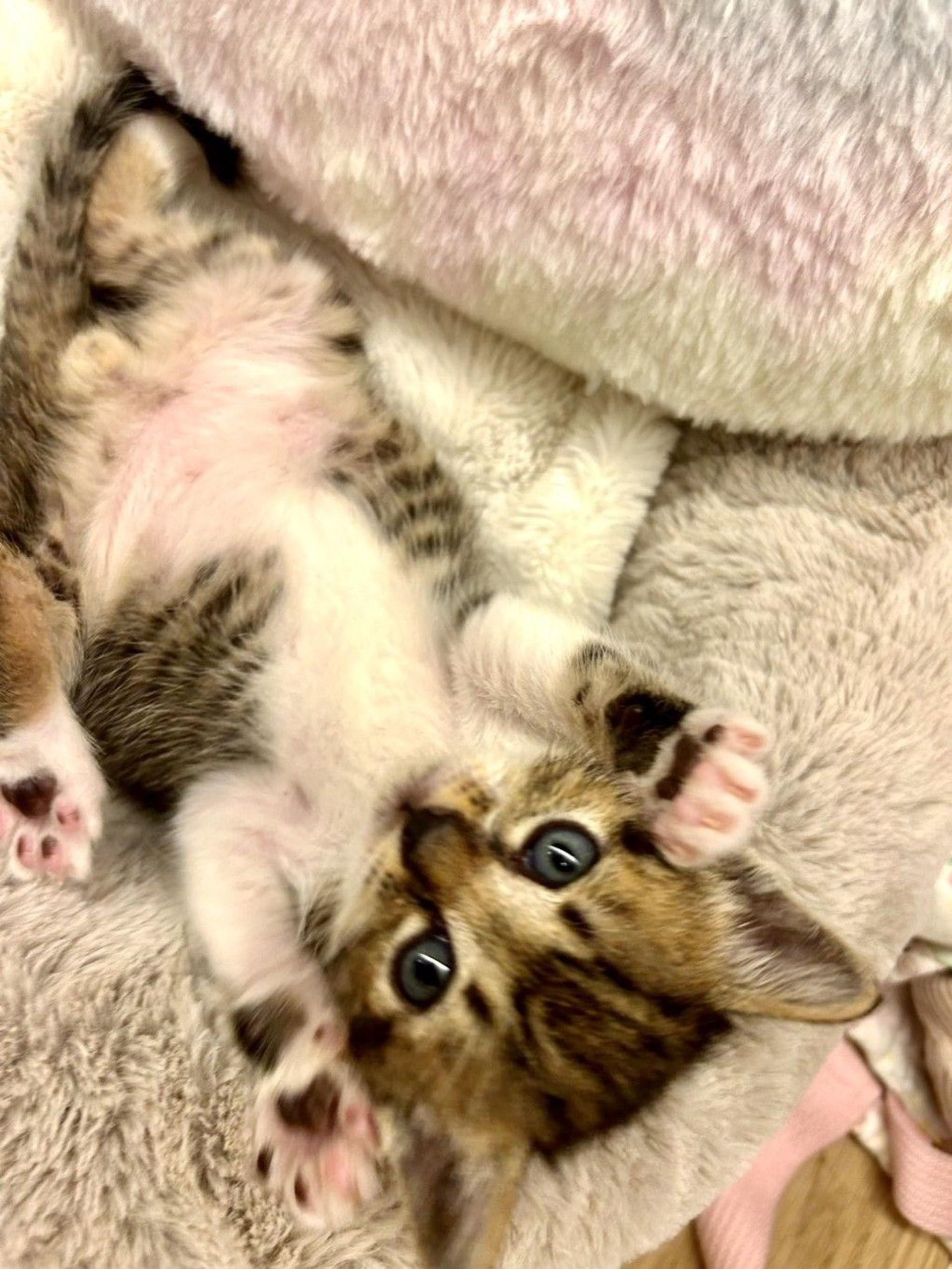 pet-image-4