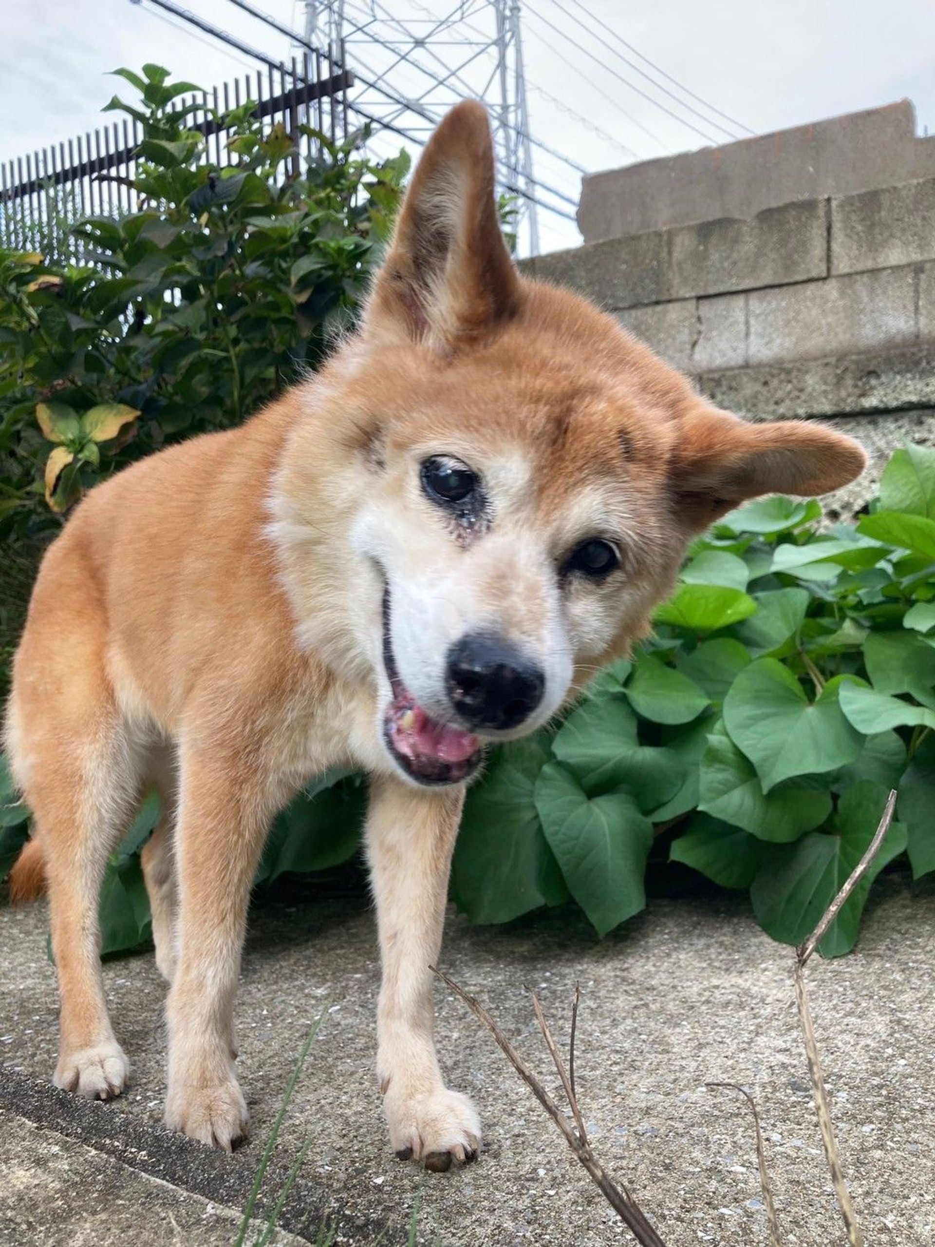 雑種（ミックス犬）・メスの里親募集の写真